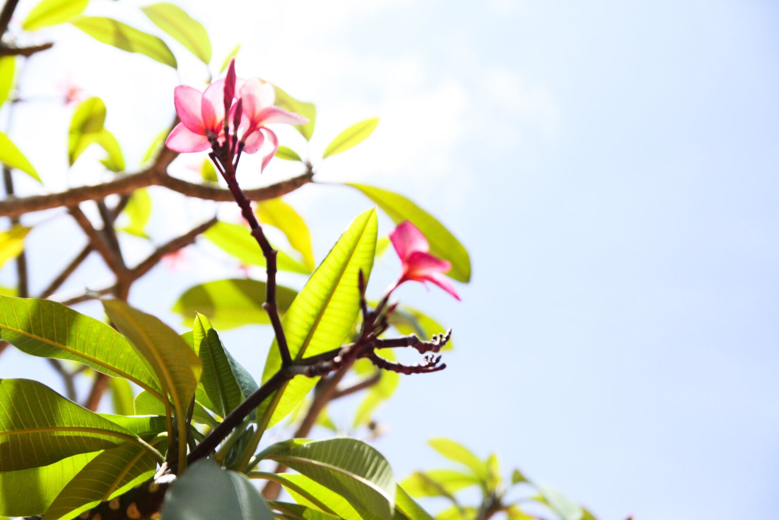 Tamron SP AF 17-50mm F2.8 XR Di II LD Aspherical (IF) sample photo. Sky, sunny, flowers photography