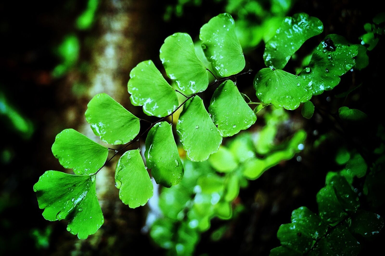 Canon EOS 760D (EOS Rebel T6s / EOS 8000D) sample photo. Nature, greenery, shade photography