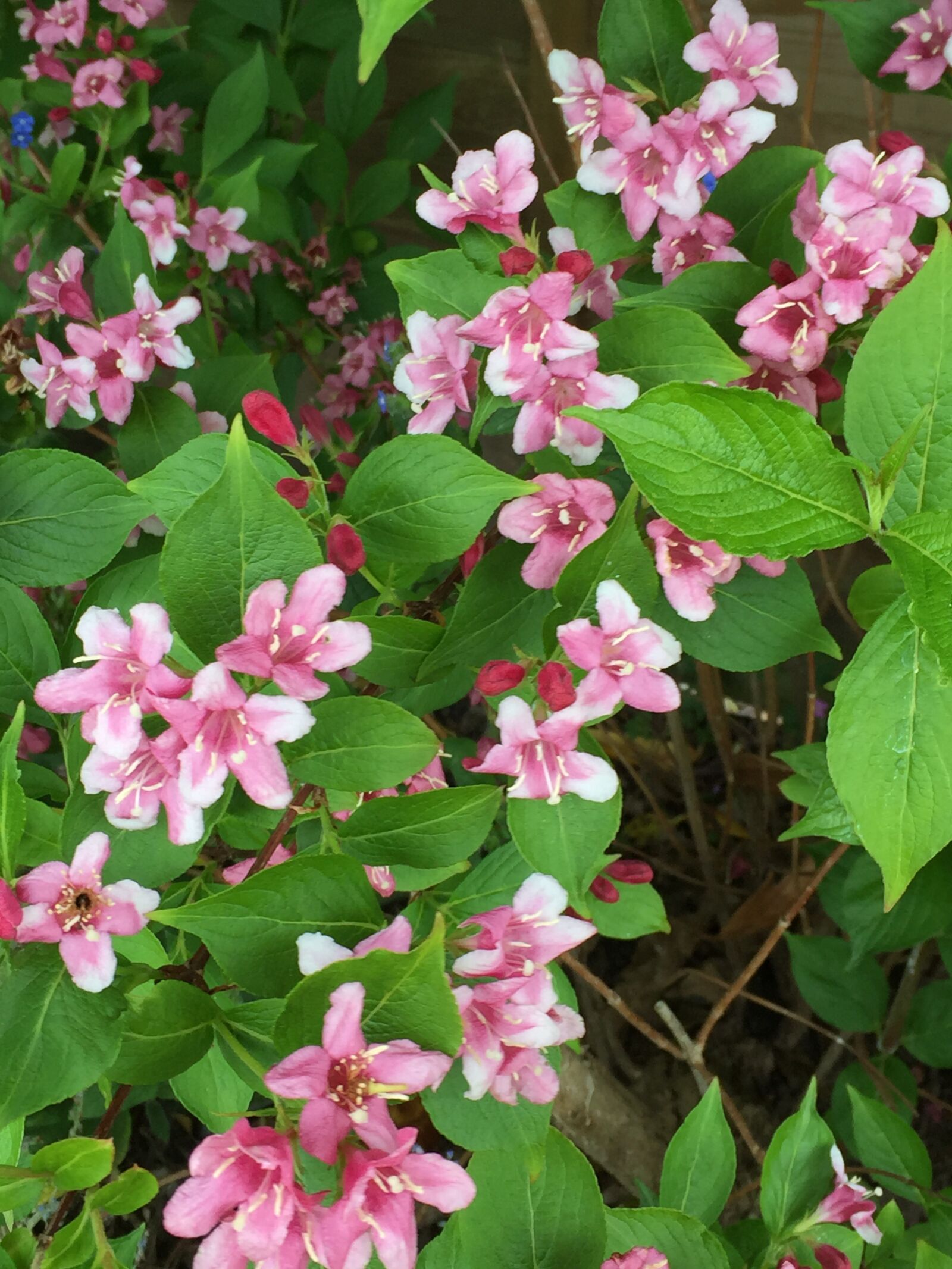 Apple iPhone 6 sample photo. Pink, flowers, garden photography
