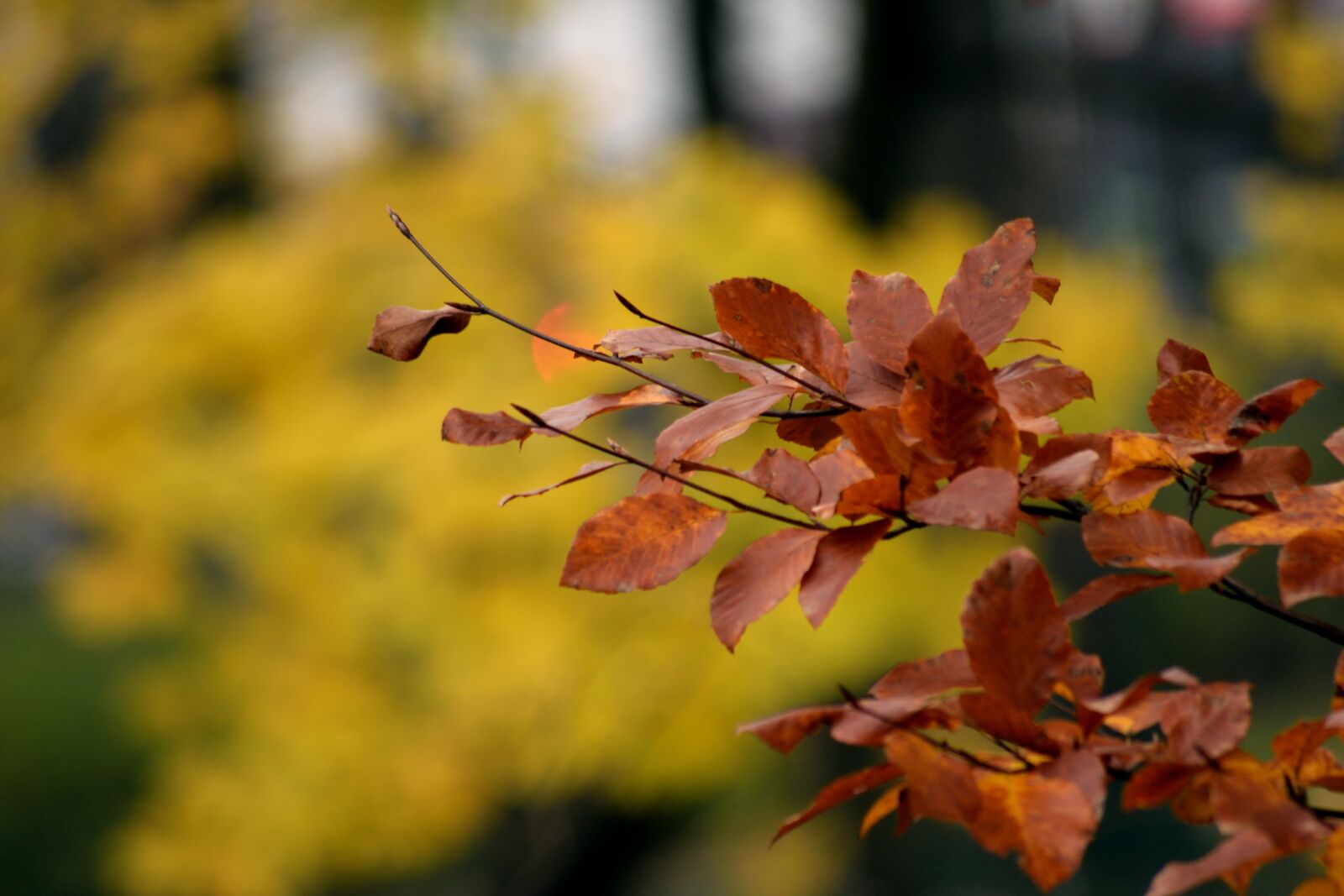 Nikon D3300 sample photo. Autumn, park, tree photography