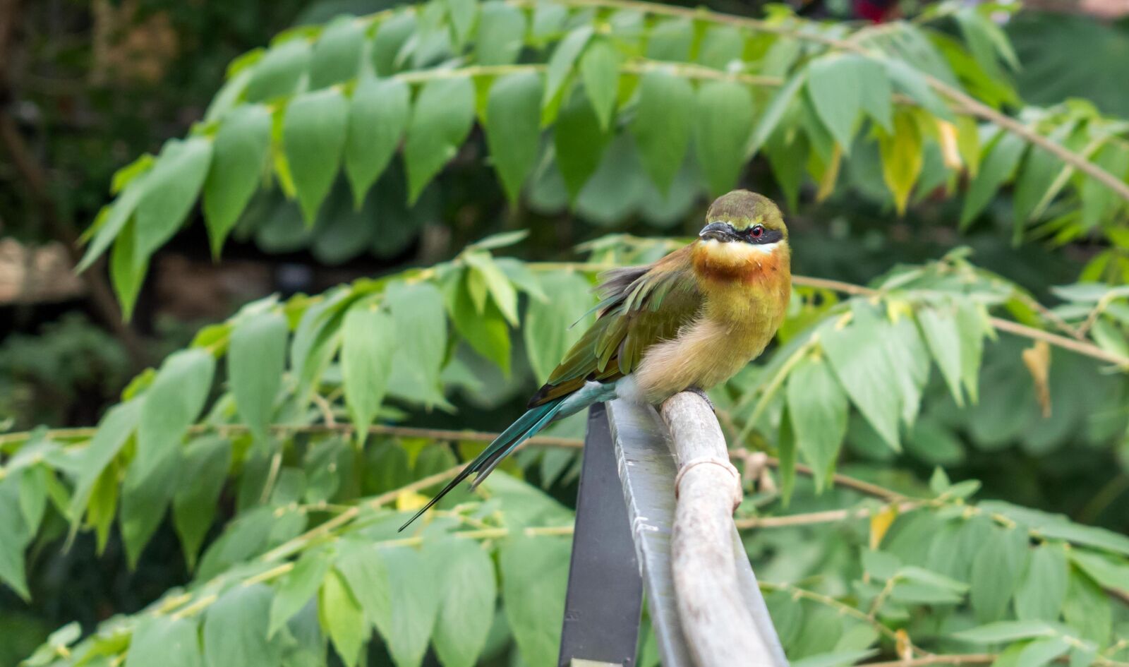 Nikon D5500 sample photo. Bird, wildlife, nature photography