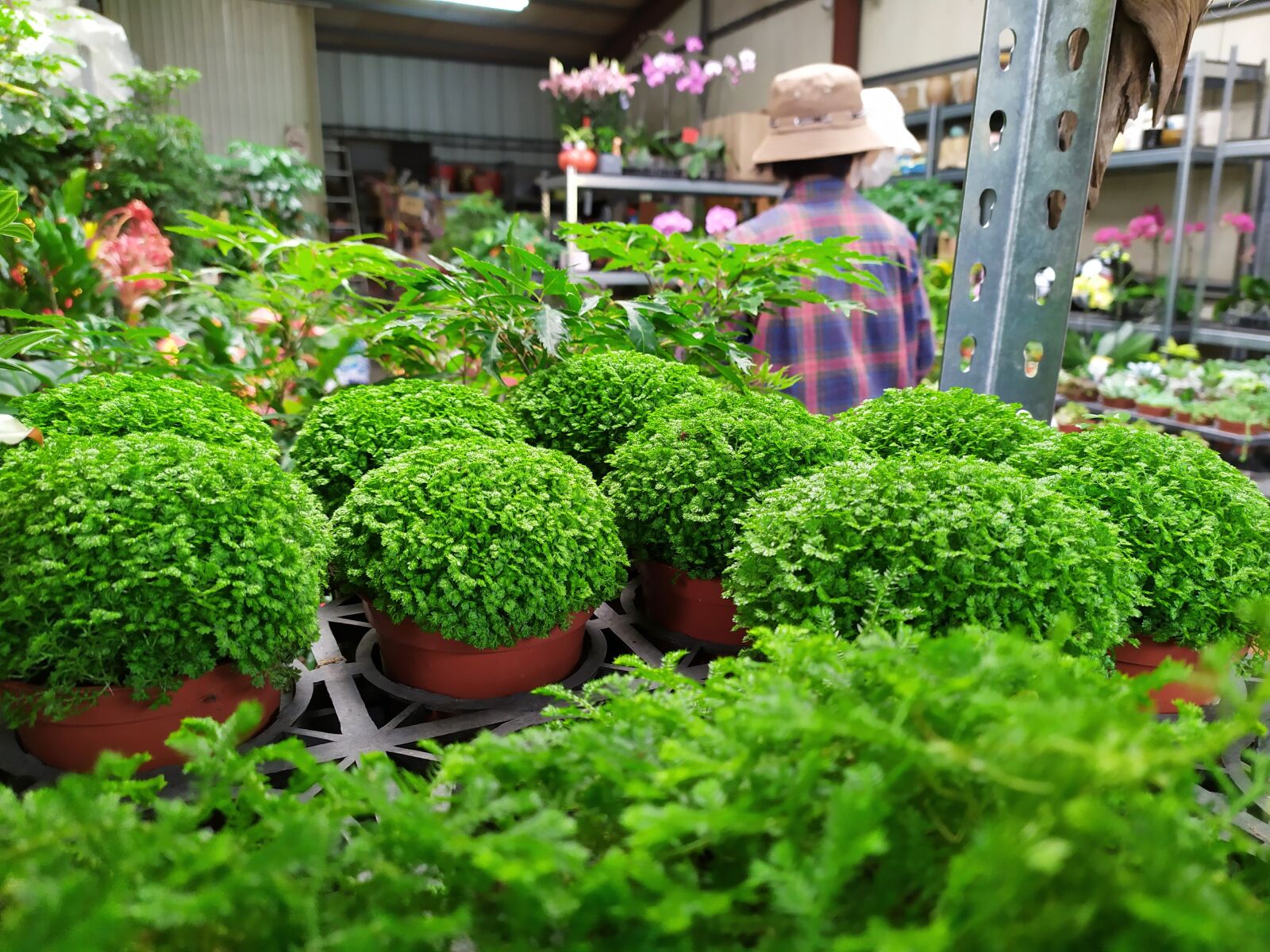 Xiaomi Redmi Note 7 sample photo. Plant, green, nature photography