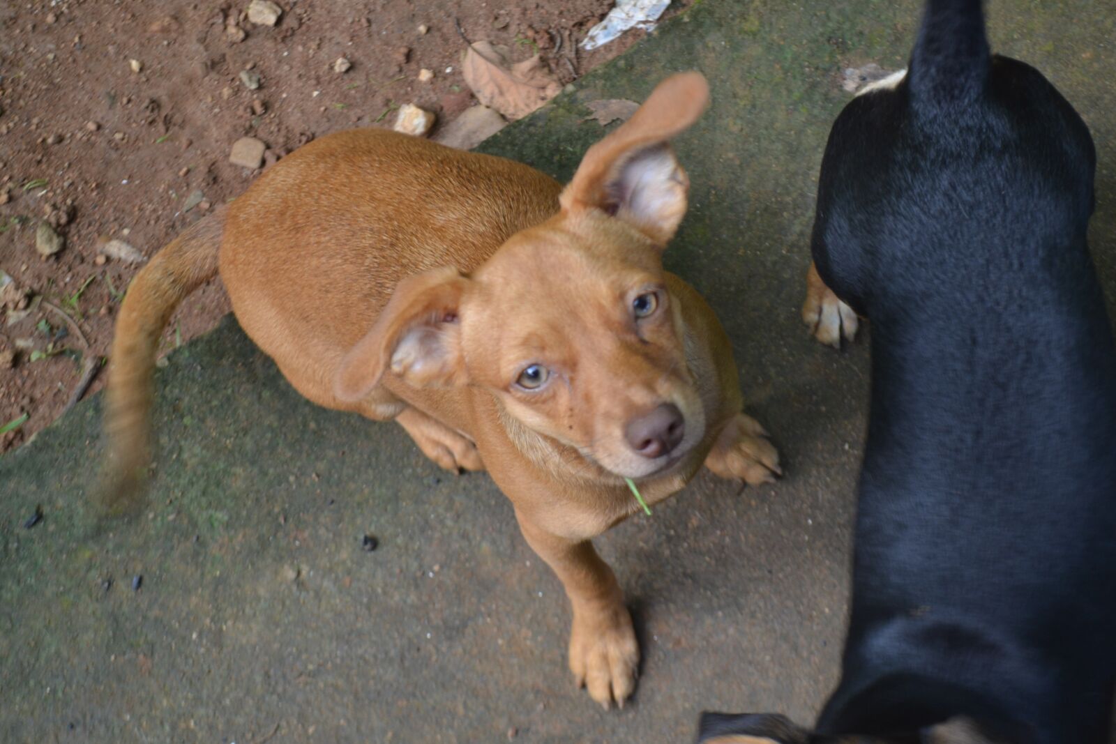 Nikon D3100 sample photo. Dog, caramel, linda photography