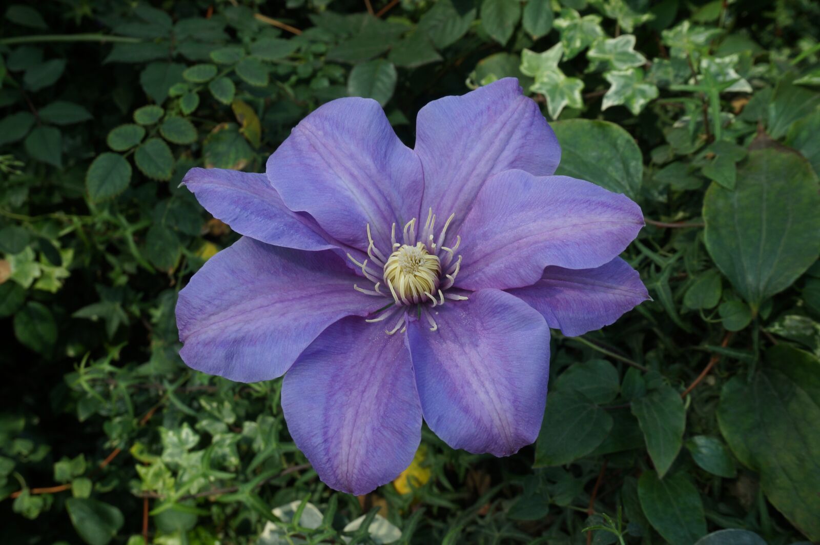 Sony Alpha NEX-3N sample photo. Flower, blue, flora photography