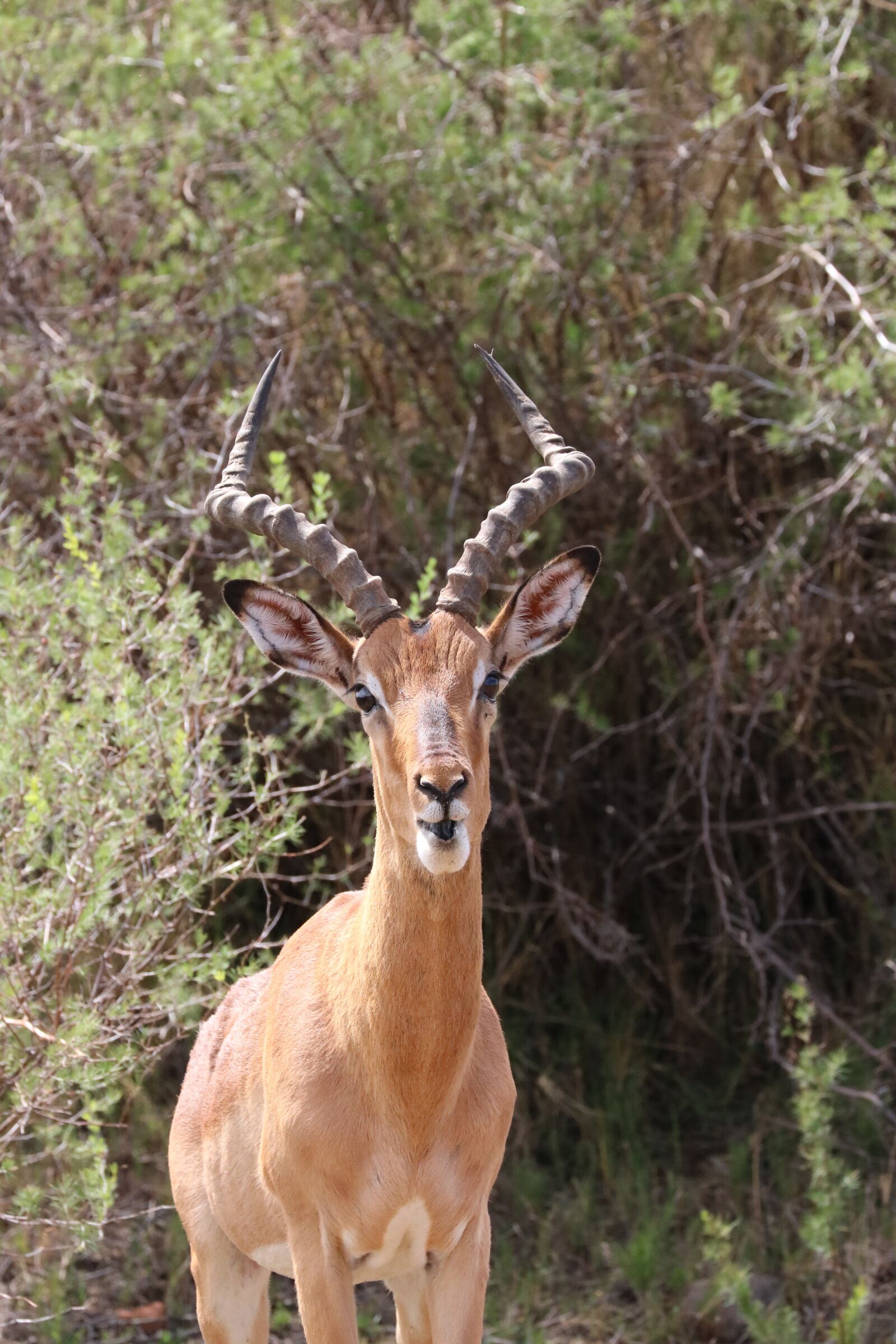 Canon EF 70-300mm F4-5.6L IS USM sample photo. Impala, wildlife, south africa photography