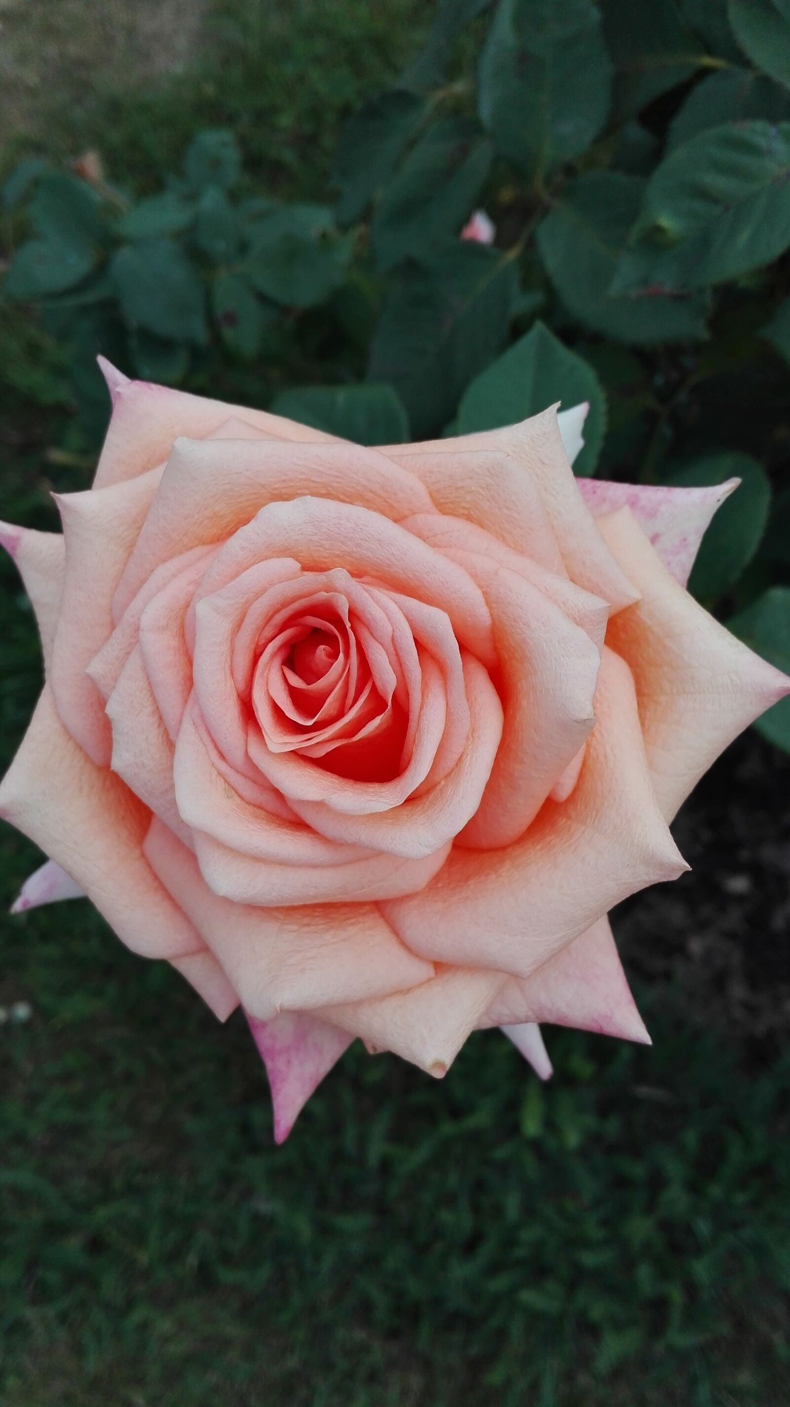 HUAWEI Cherry Mini sample photo. Rose, flowers, nature photography