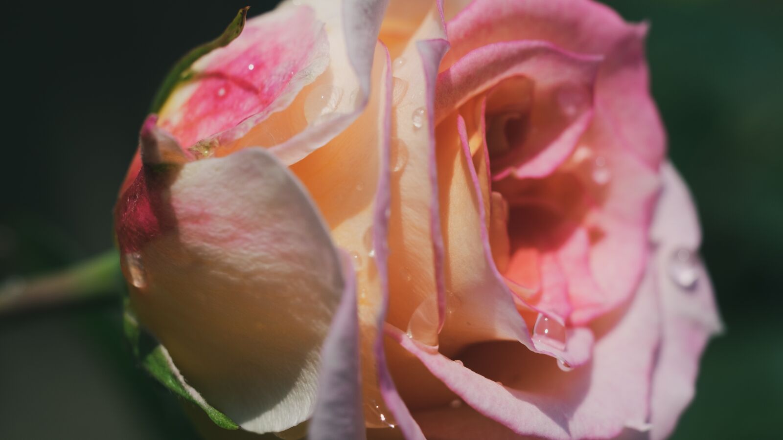 Fujifilm X-T1 sample photo. Rosa, flower, romance photography