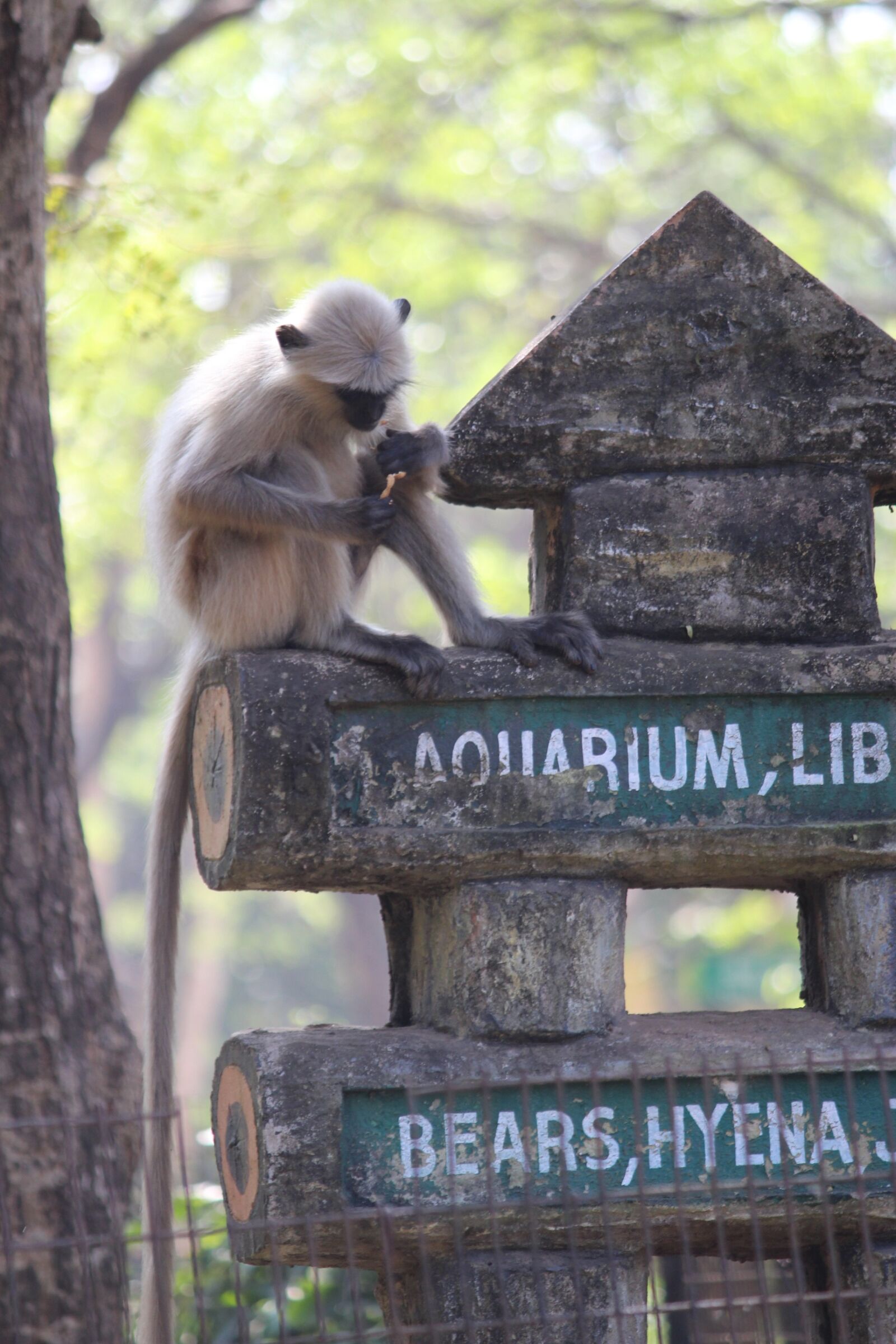Canon EOS 700D (EOS Rebel T5i / EOS Kiss X7i) sample photo. Monkey, nature, animal photography