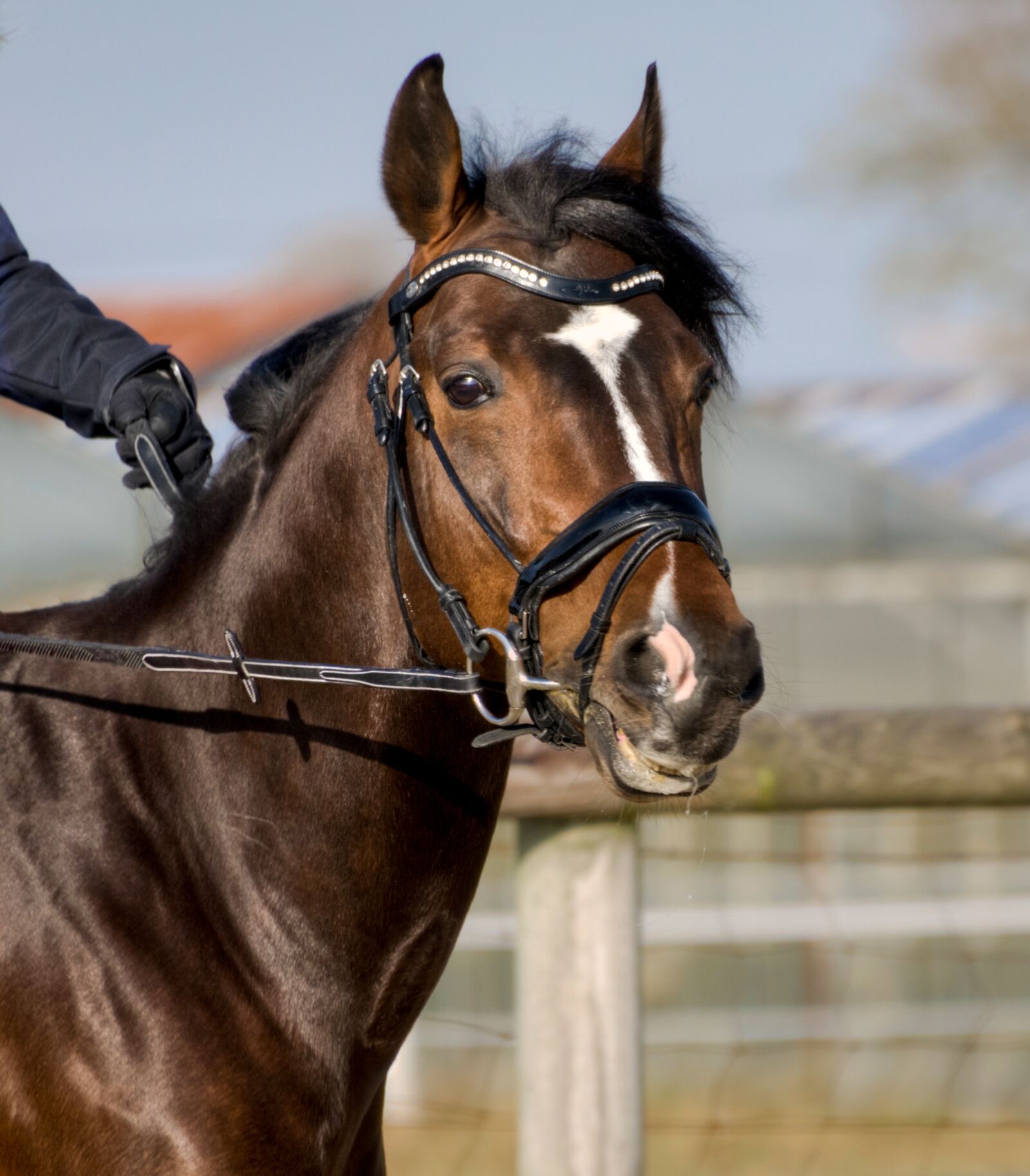 Nikon D300 sample photo. Horse, head, portrait photography