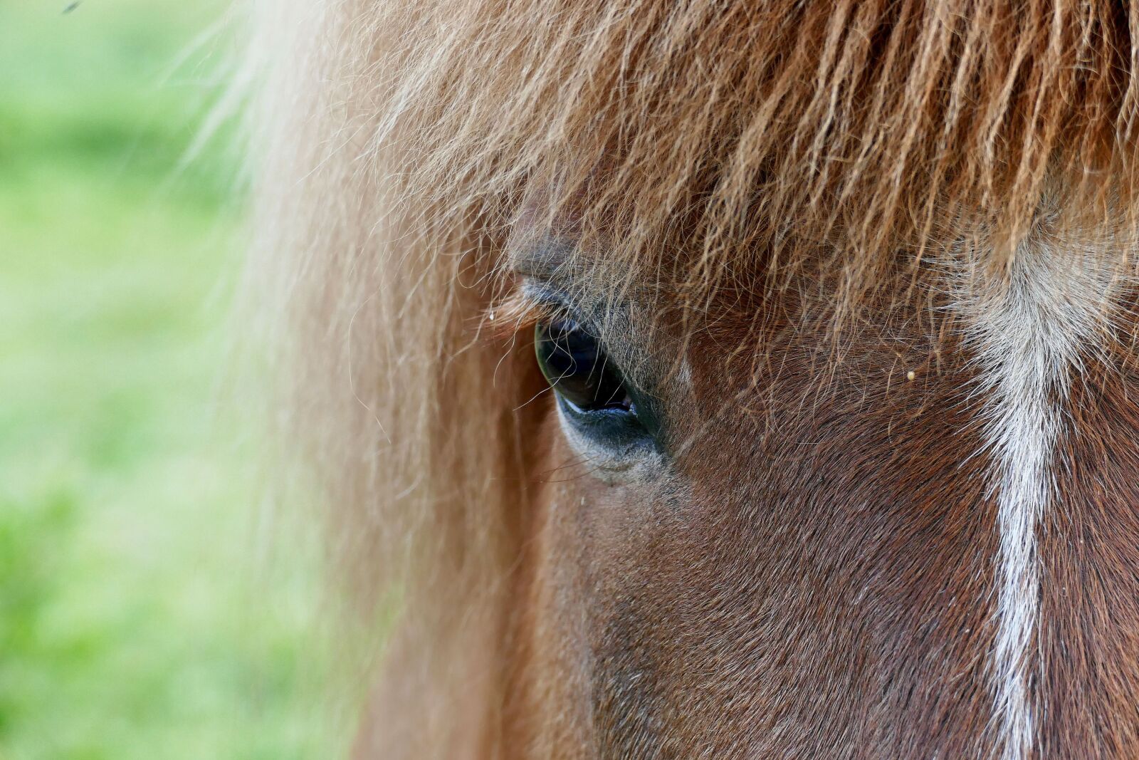 Panasonic Lumix DMC-FZ1000 sample photo. Horse, haflinger, animal photography