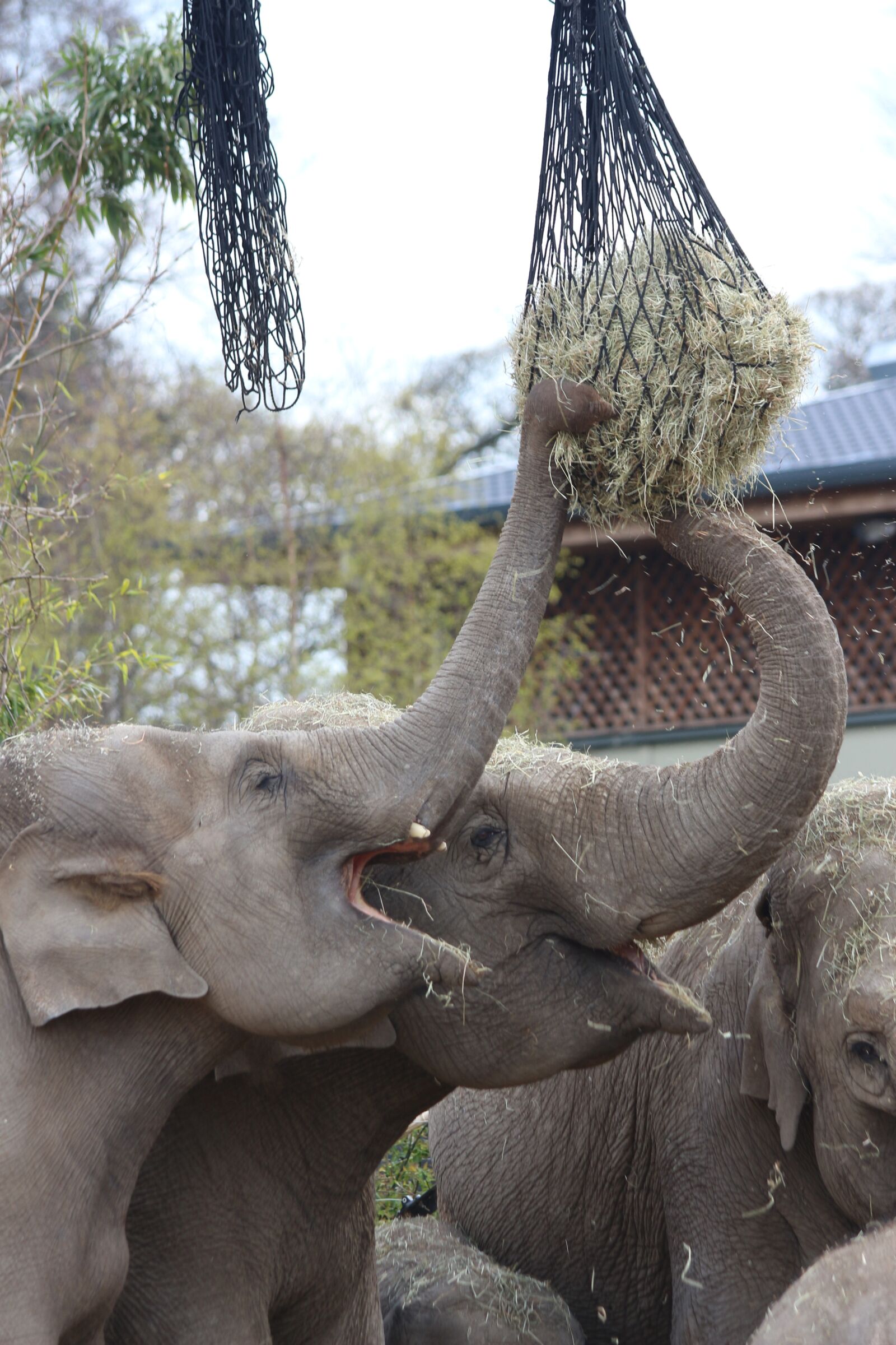 Canon EOS 650D (EOS Rebel T4i / EOS Kiss X6i) sample photo. Elephants feeding, hay, straw photography
