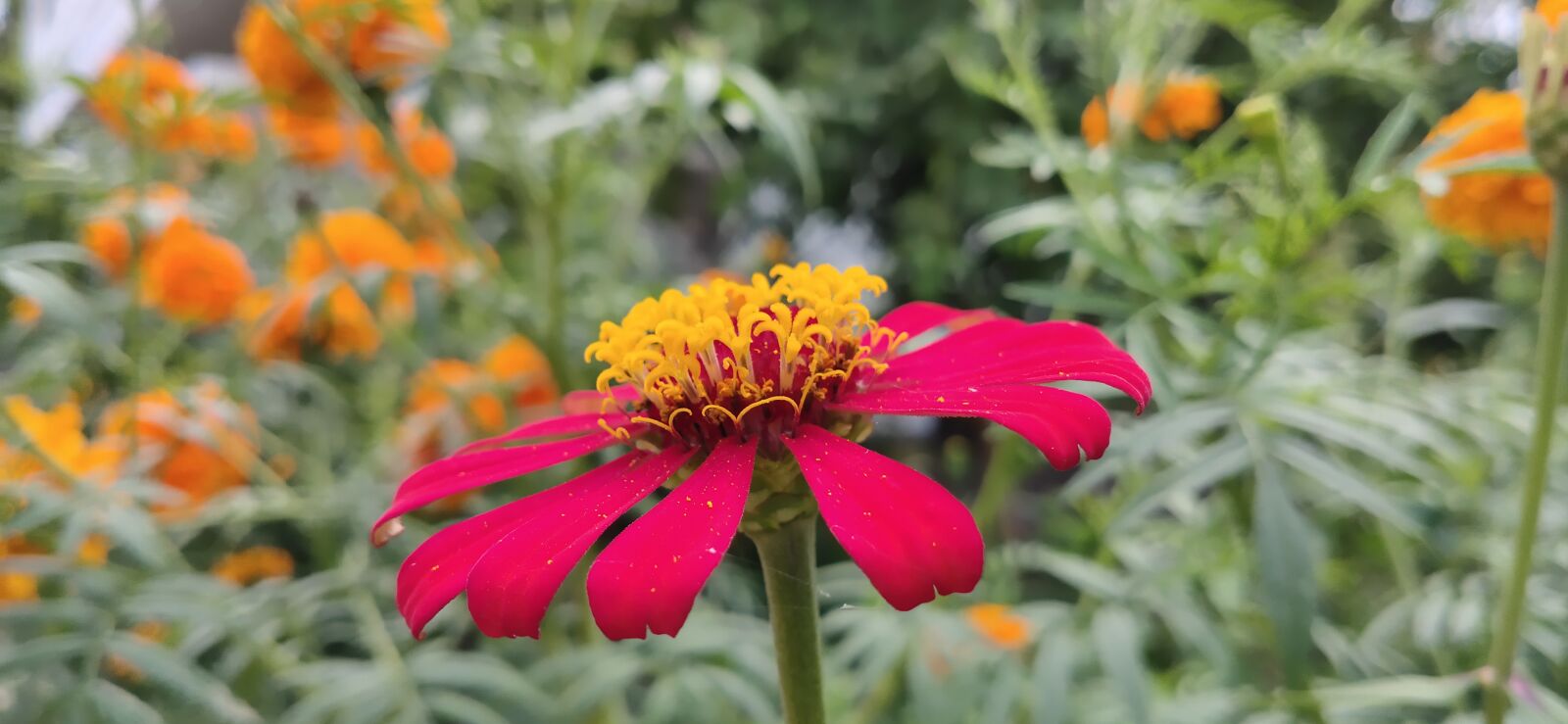 vivo 1951 sample photo. Cosmos, red beauty, cosmea photography