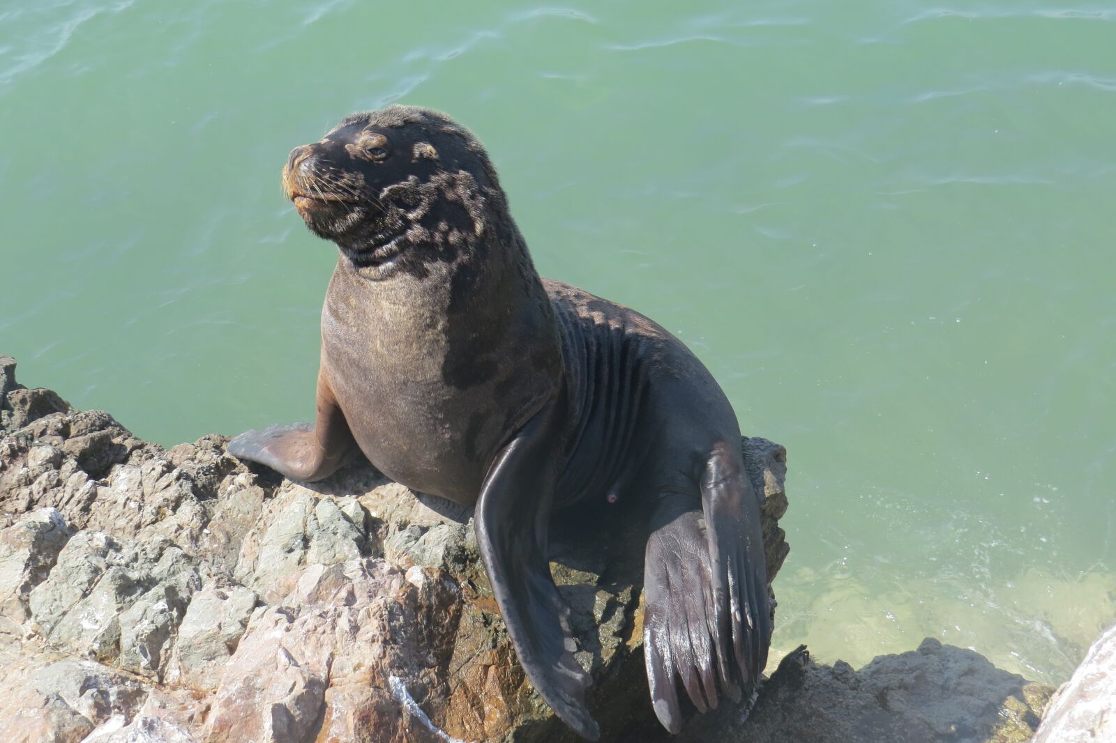 Canon PowerShot SX50 HS sample photo. Seal, leon marino, animals photography