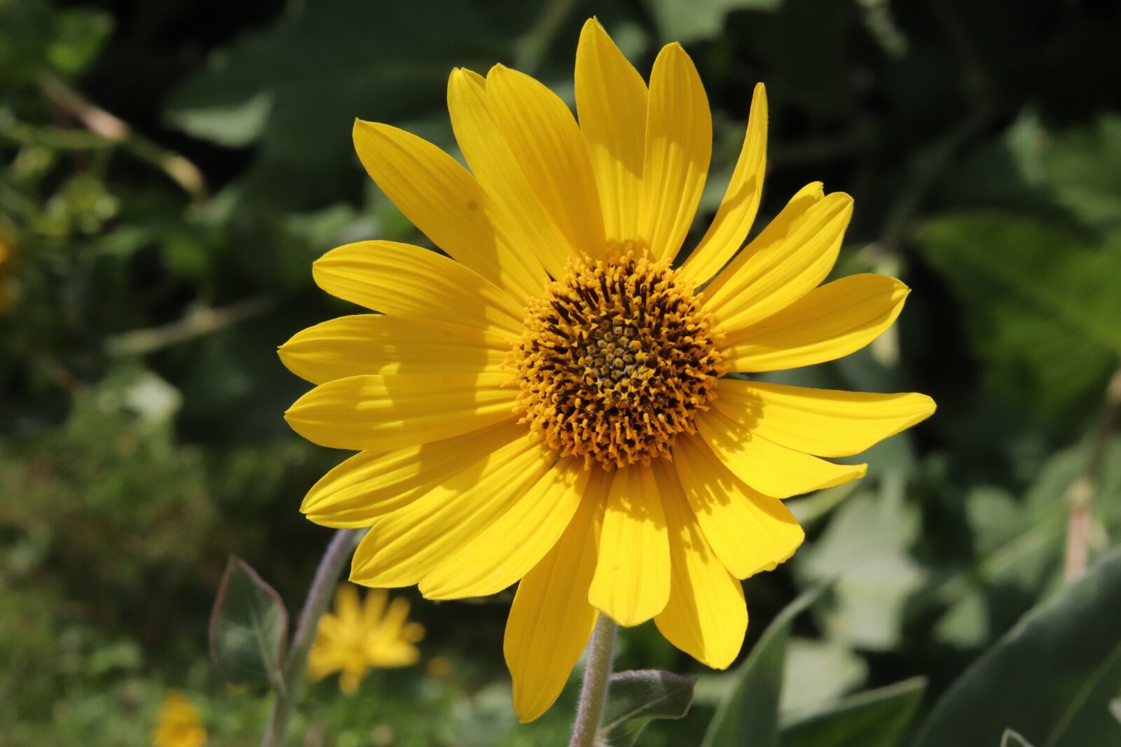 Canon EOS 800D (EOS Rebel T7i / EOS Kiss X9i) sample photo. Flower, yellow, h lianth photography