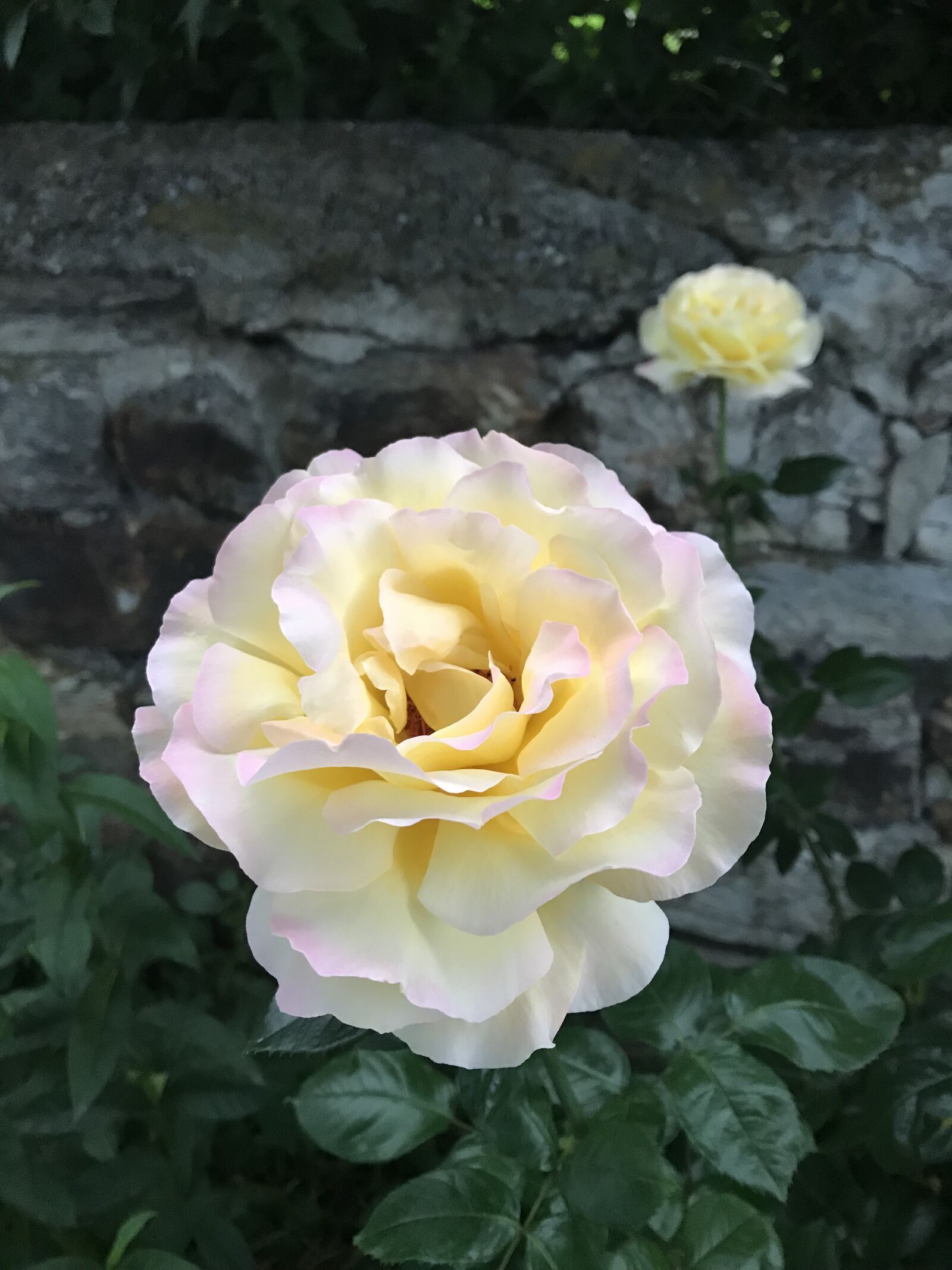 Apple iPhone 7 sample photo. Rose, blossom, bloom photography