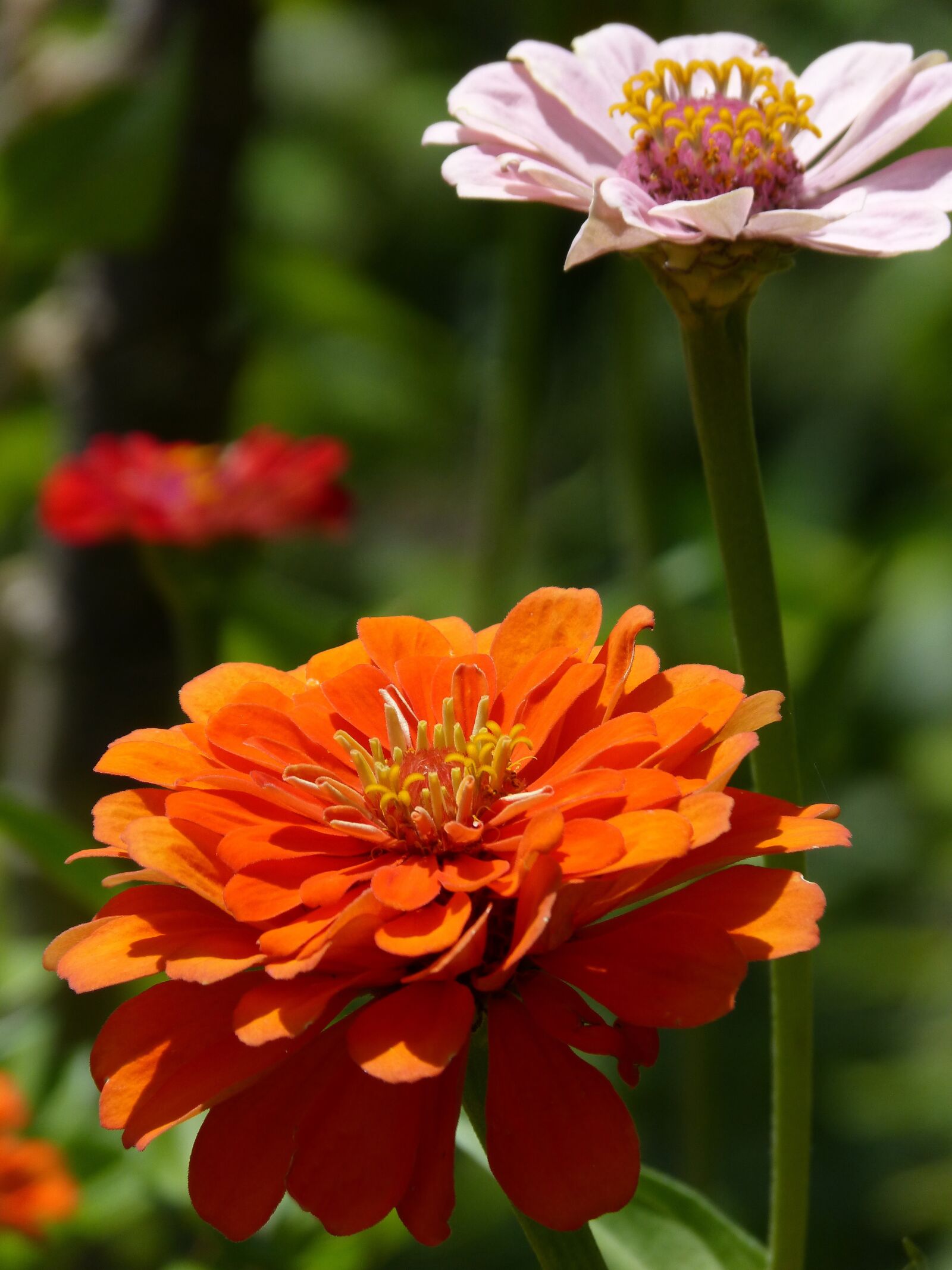 Panasonic DMC-FZ62 sample photo. Flowers, garden, colors photography