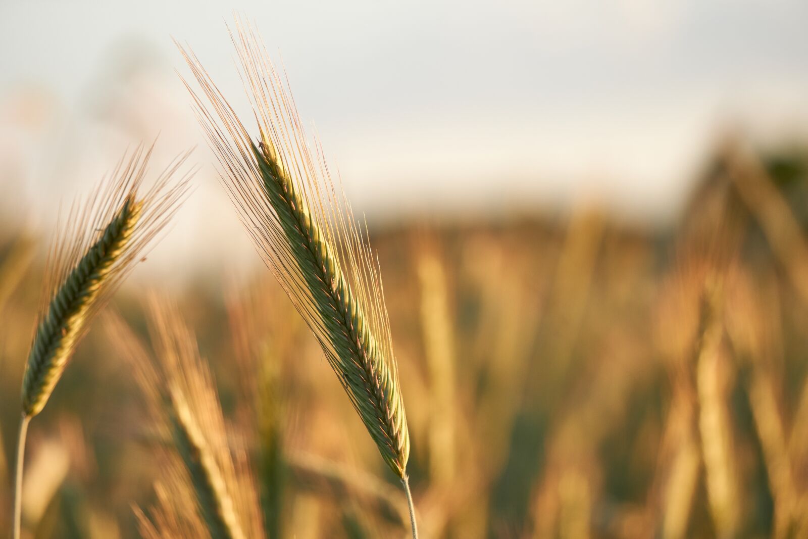 Sony a6400 + Sony E 55-210mm F4.5-6.3 OSS sample photo. Cereals, close up, macro photography