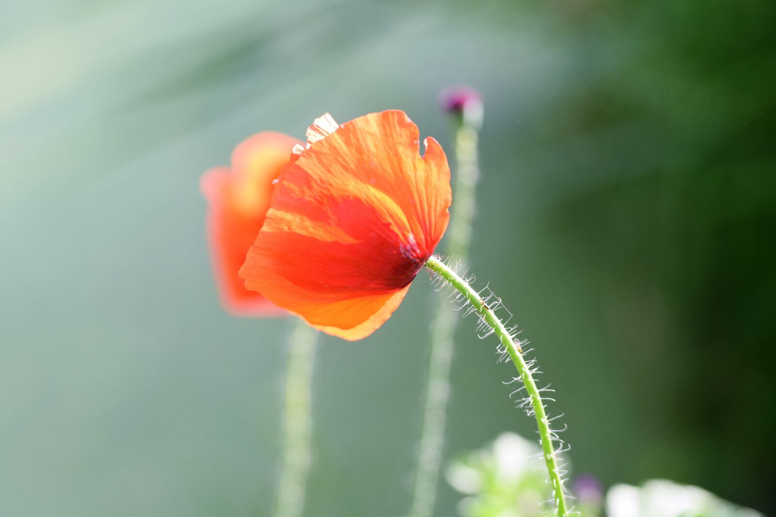 Nikon D5300 sample photo. Poppy, red, field photography