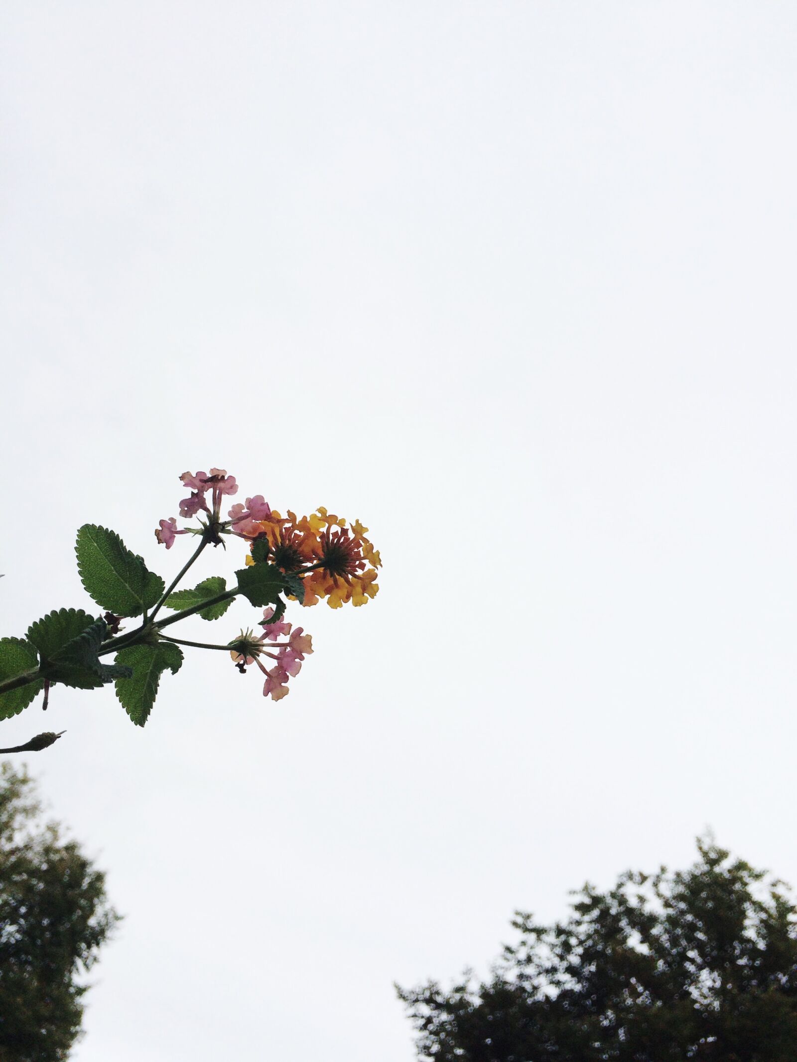 Apple iPhone 5s sample photo. Blur, flower, flowers, sky photography