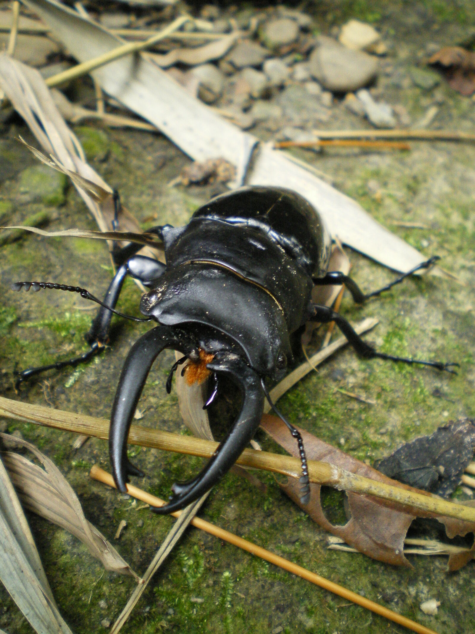 Pentax OPTIO M30 sample photo. Beetle, close, up, insect photography