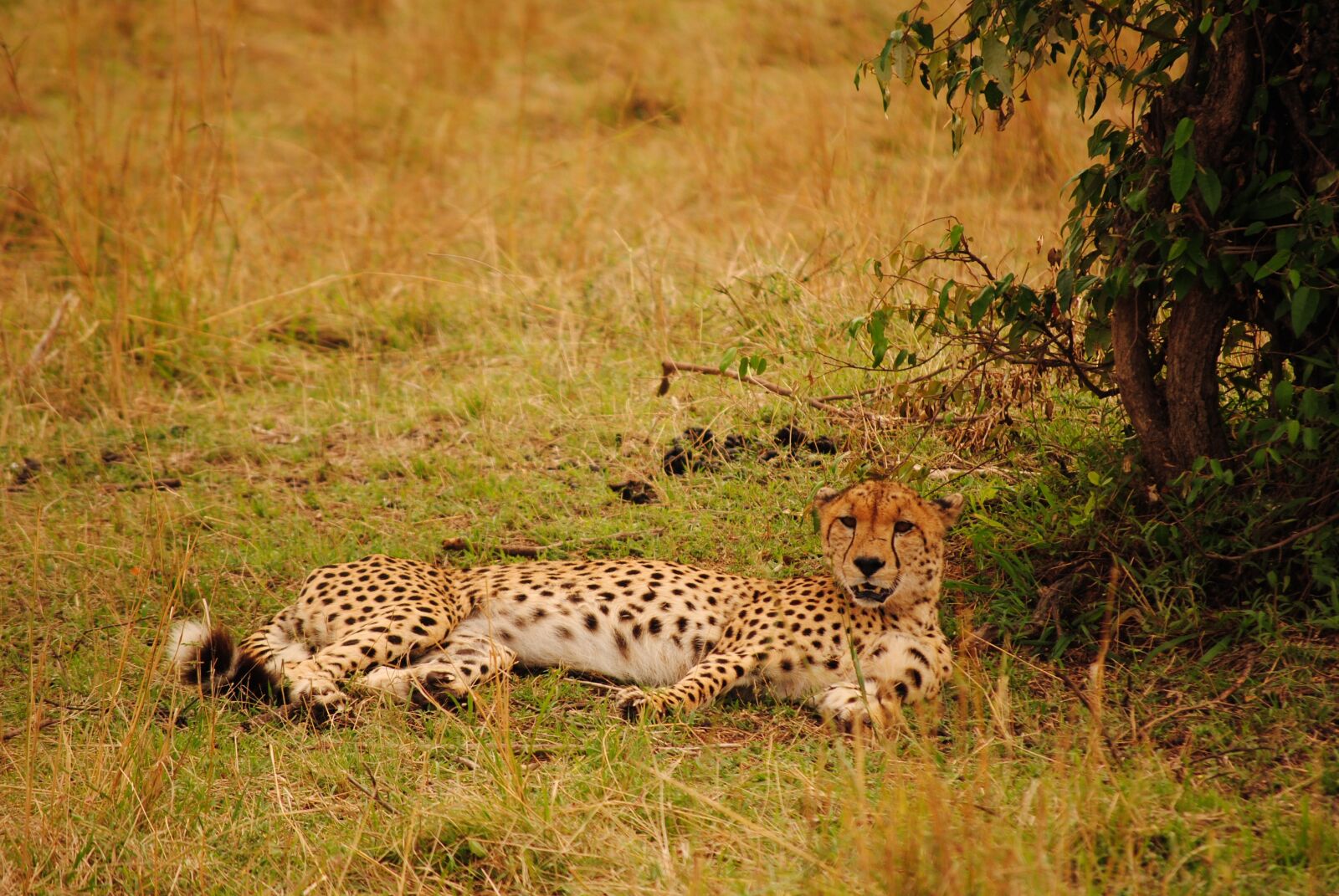 Nikon D3000 sample photo. Cheetah, kenya, savannah photography