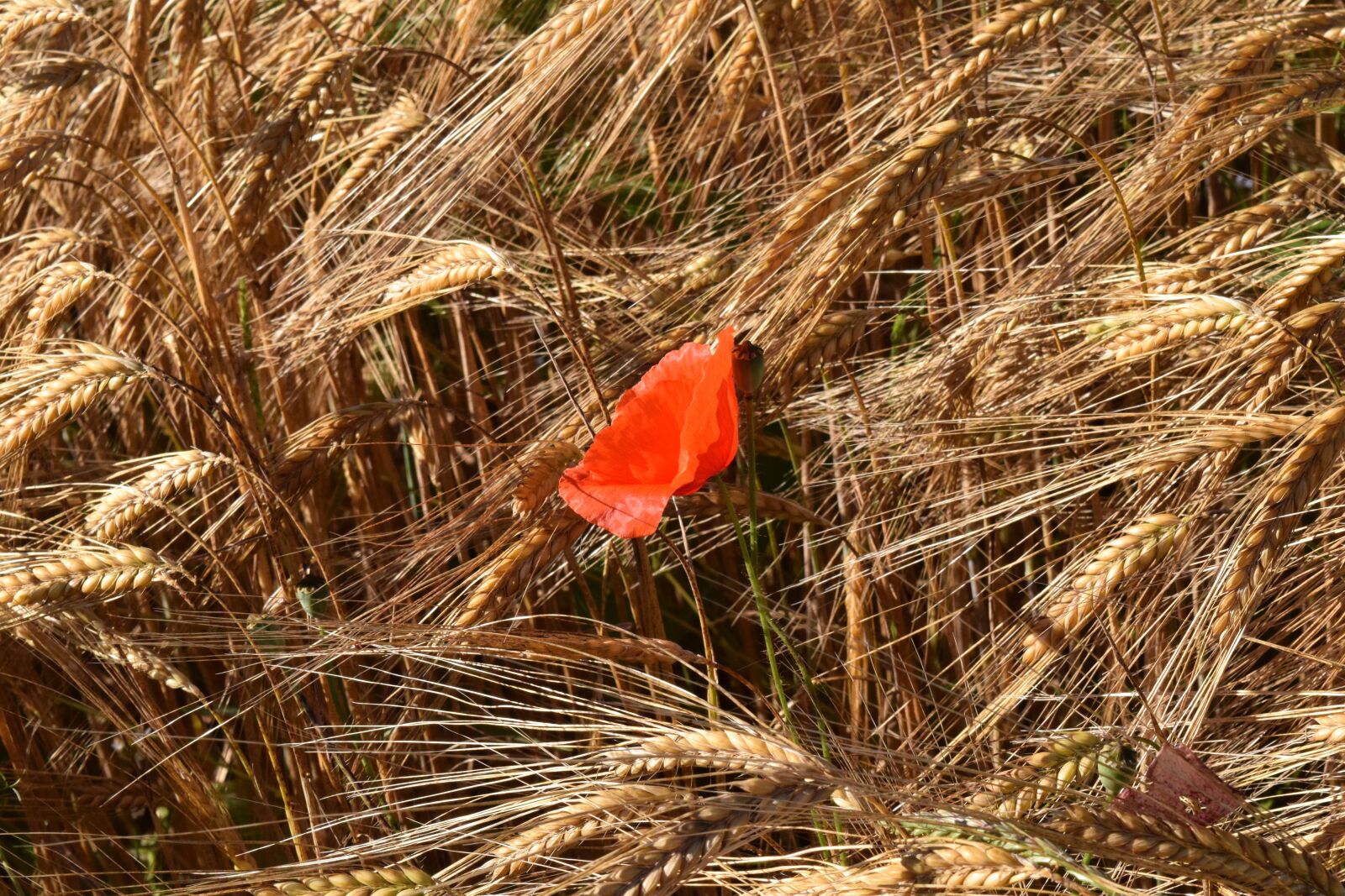 Nikon D3300 sample photo. Poppy, cornfield, barley photography