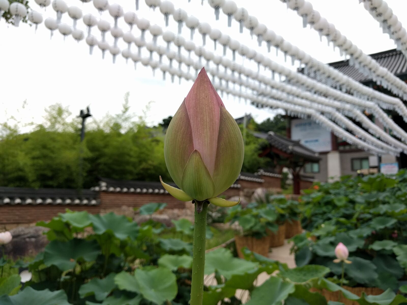LG Nexus 5X sample photo. Flowers, section, lotus photography