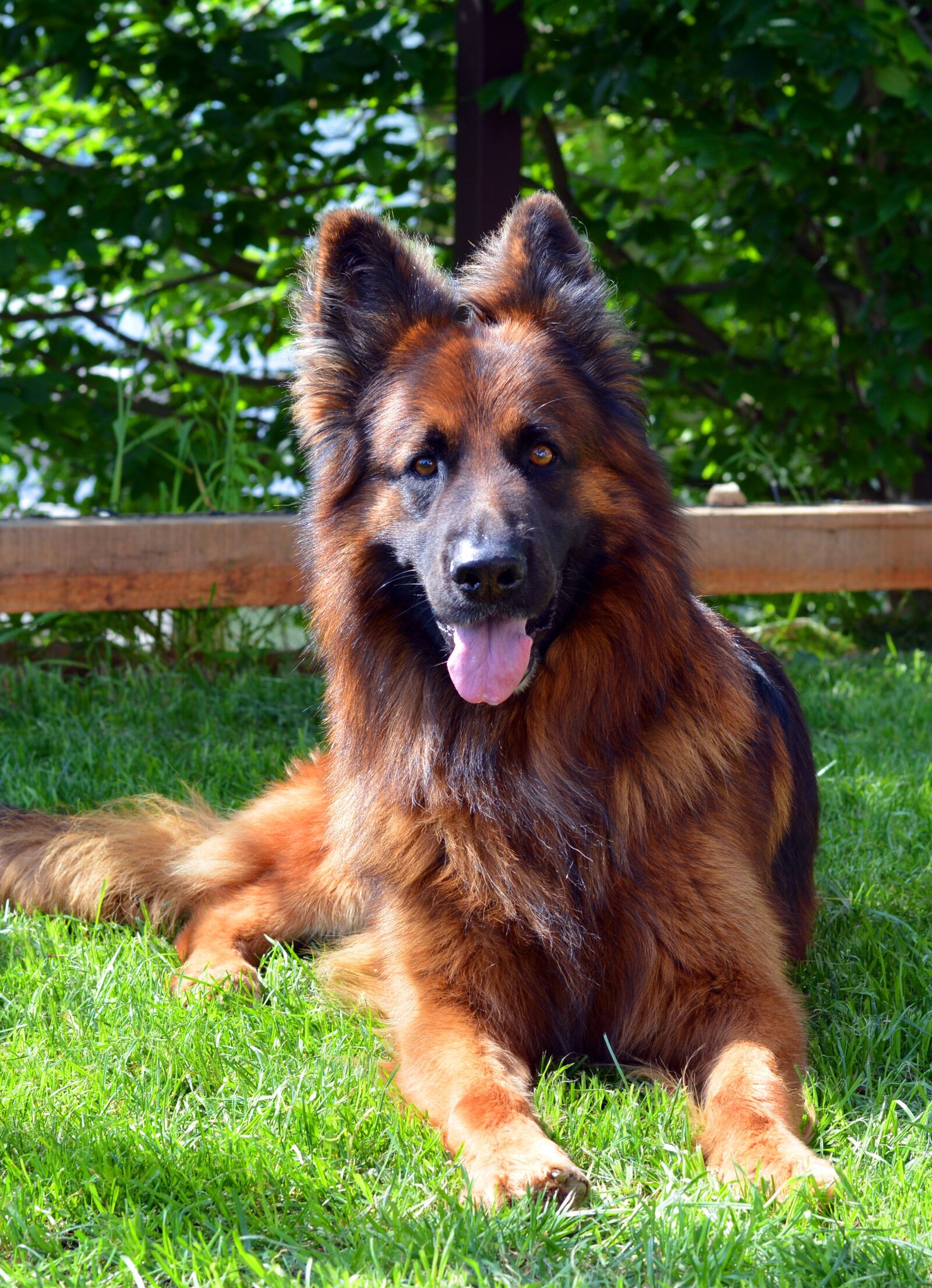 Nikon D5200 sample photo. Dog, german shepherd, guards photography