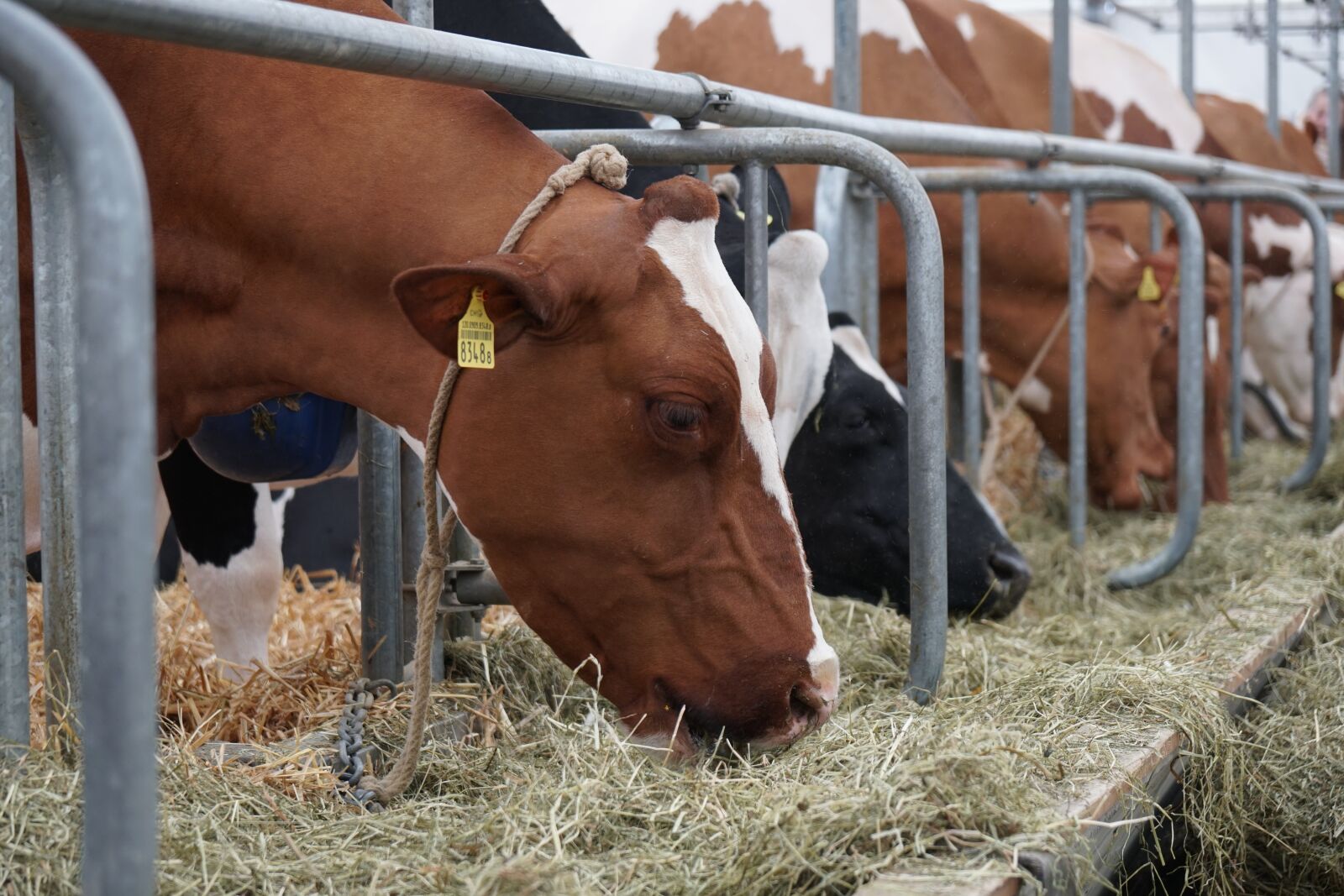 Sony a6500 + Sony Vario-Tessar T* E 16-70mm F4 ZA OSS sample photo. Cow, eat, stall photography