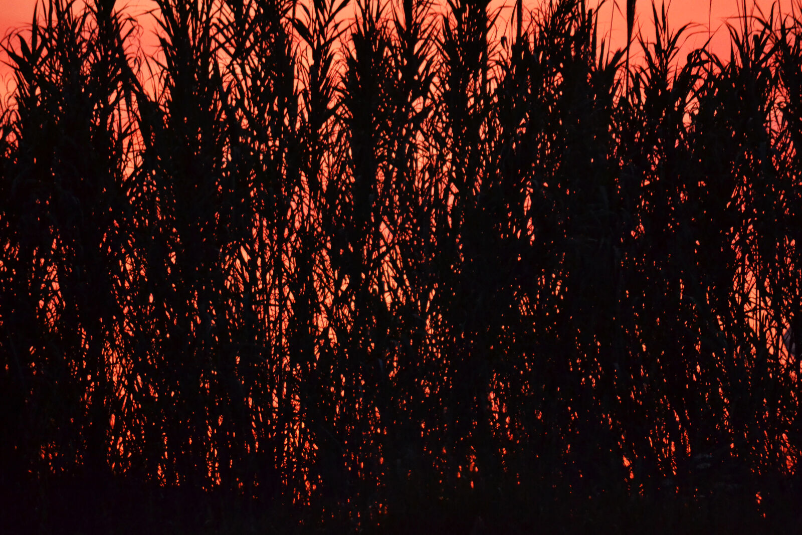 Nikon D3100 sample photo. Background, grass, silhouette, orange photography
