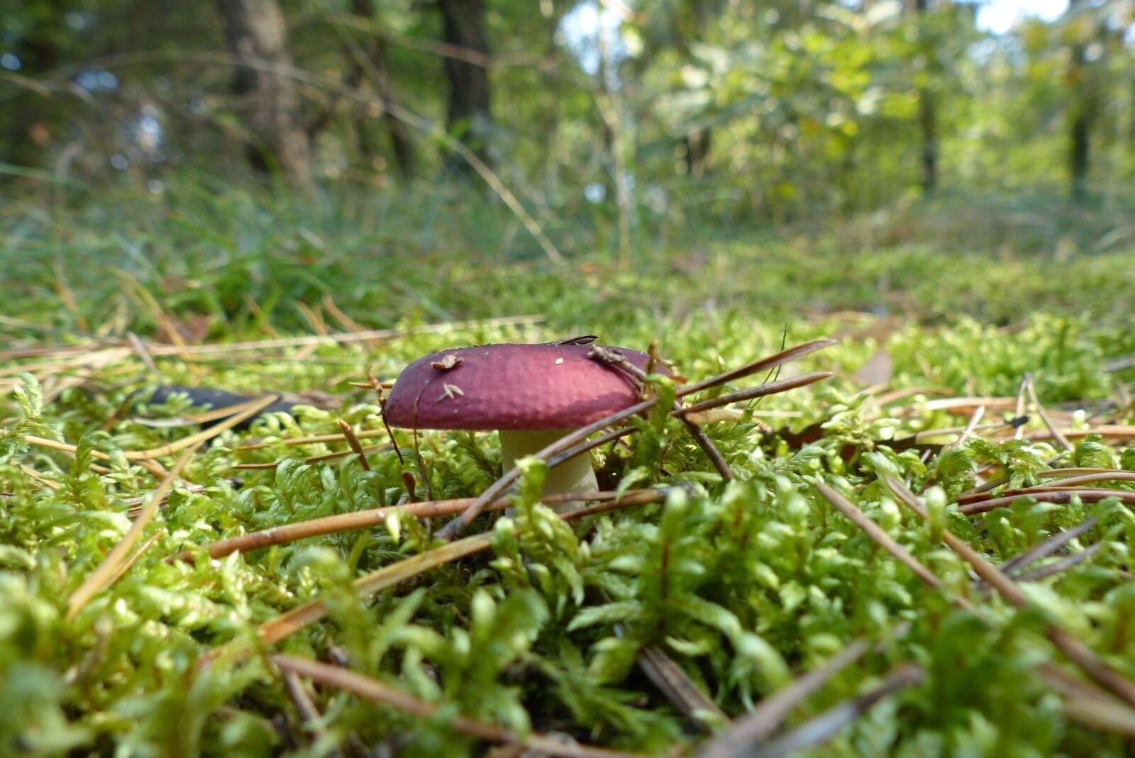 Panasonic Lumix DMC-FZ200 sample photo. Forest, autumn, moss photography