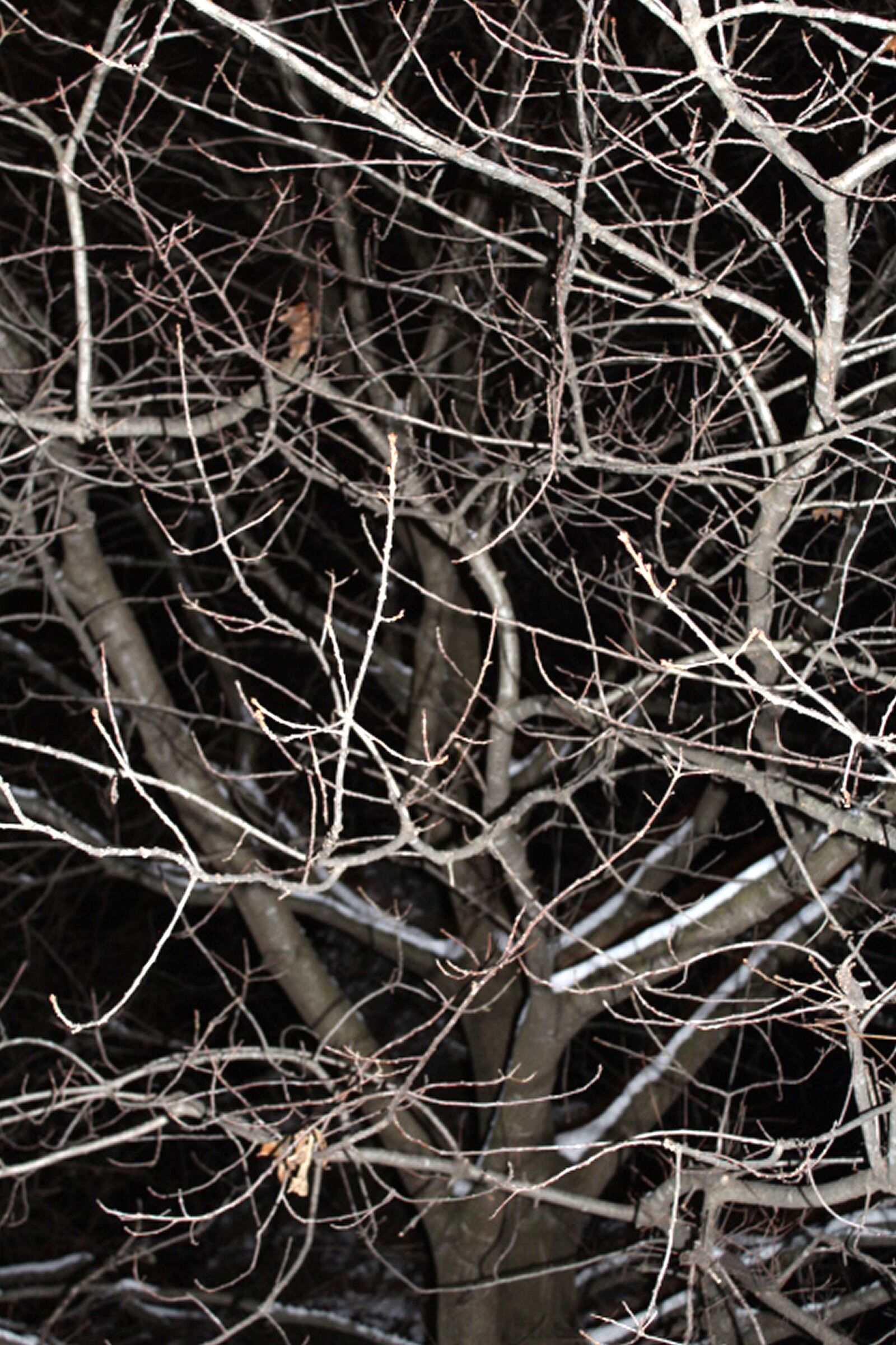 Canon EOS 1200D (EOS Rebel T5 / EOS Kiss X70 / EOS Hi) sample photo. Branches, twigs, sticks photography