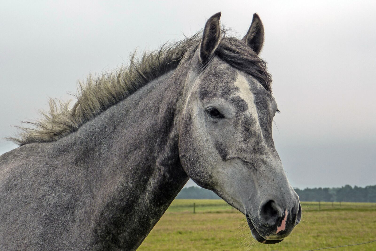 Panasonic Lumix DMC-FZ150 sample photo. Horse, horse head, coupling photography