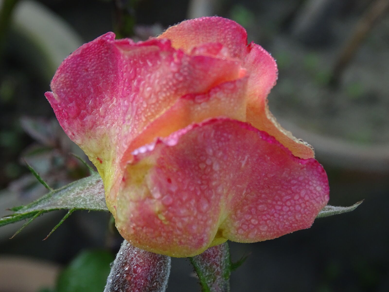 Sony Cyber-shot DSC-HX400V sample photo. Flower, macro, photography, natrul photography