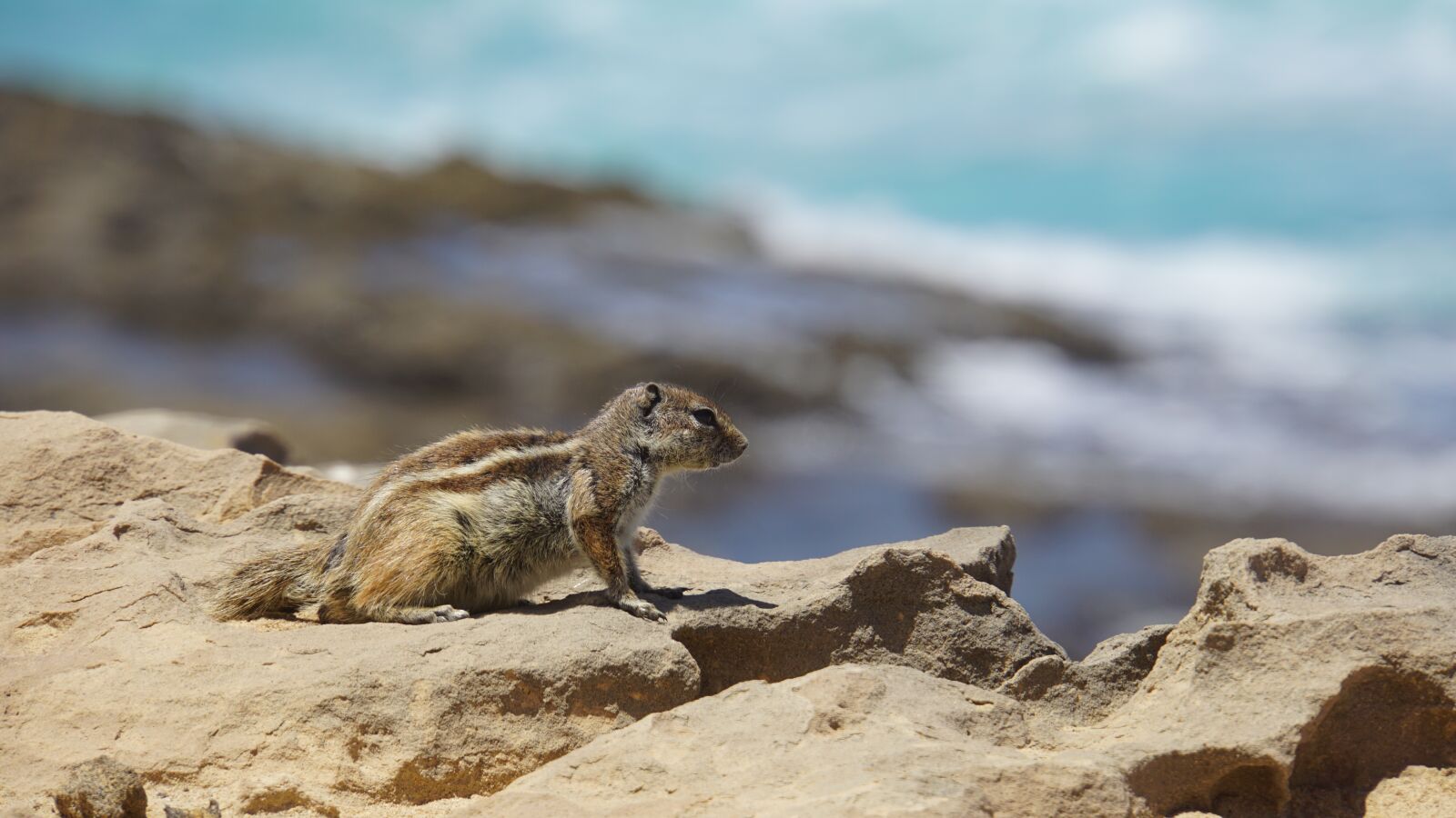 Sony E 18-200mm F3.5-6.3 OSS LE sample photo. Chipmunk, fuerteventura, nature photography