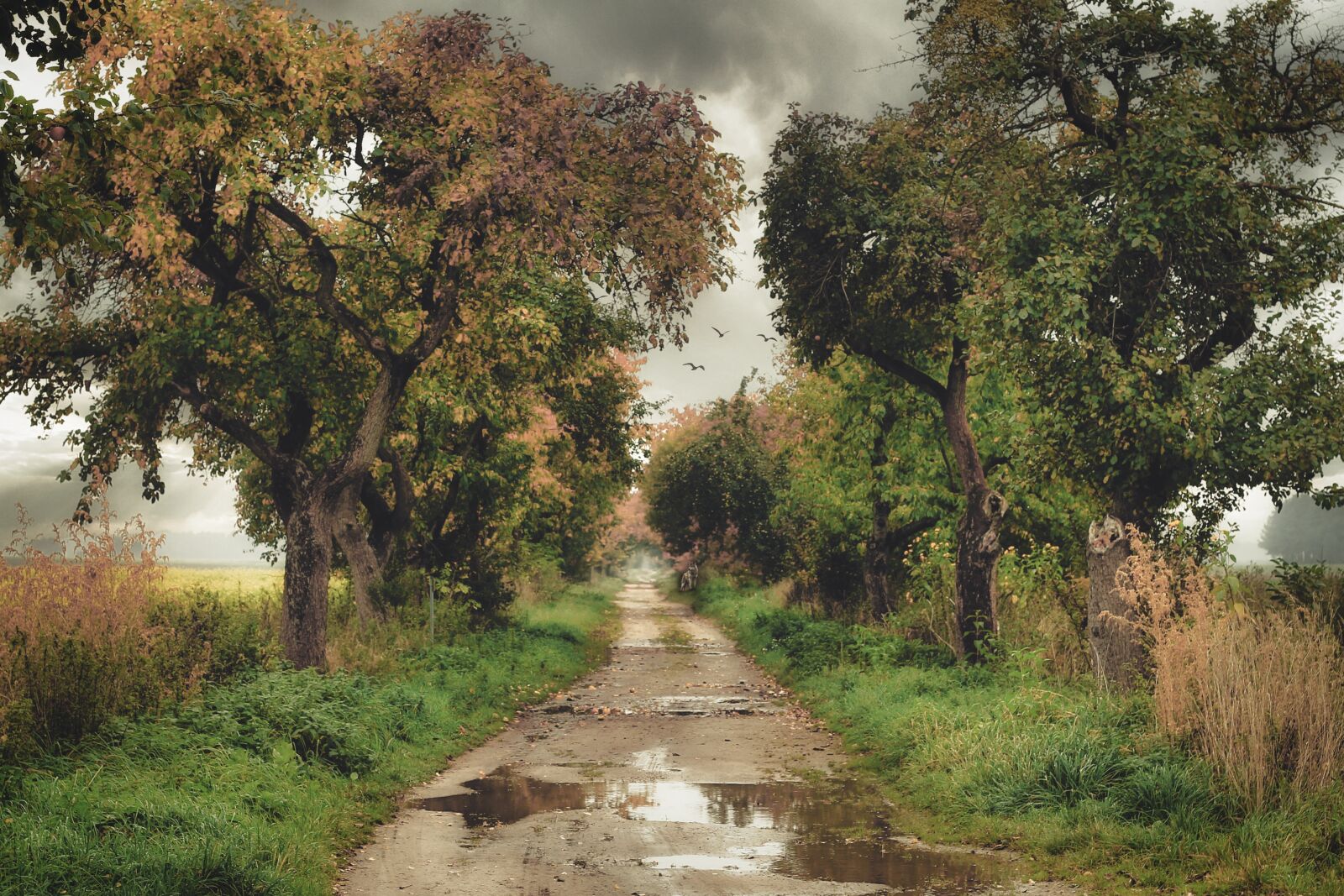 Canon EF 50mm F1.8 II sample photo. Away, puddle, wet photography