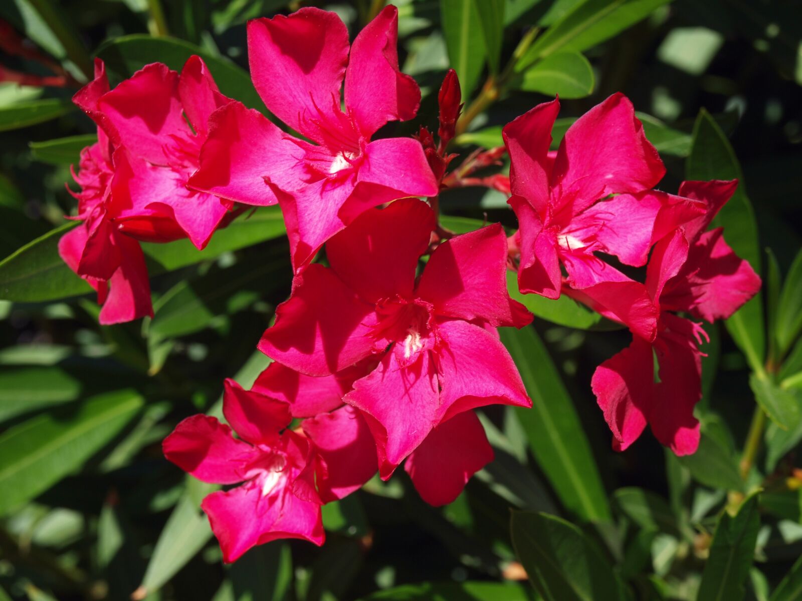 Olympus E-420 (EVOLT E-420) sample photo. Flowers, shrub with flowers photography