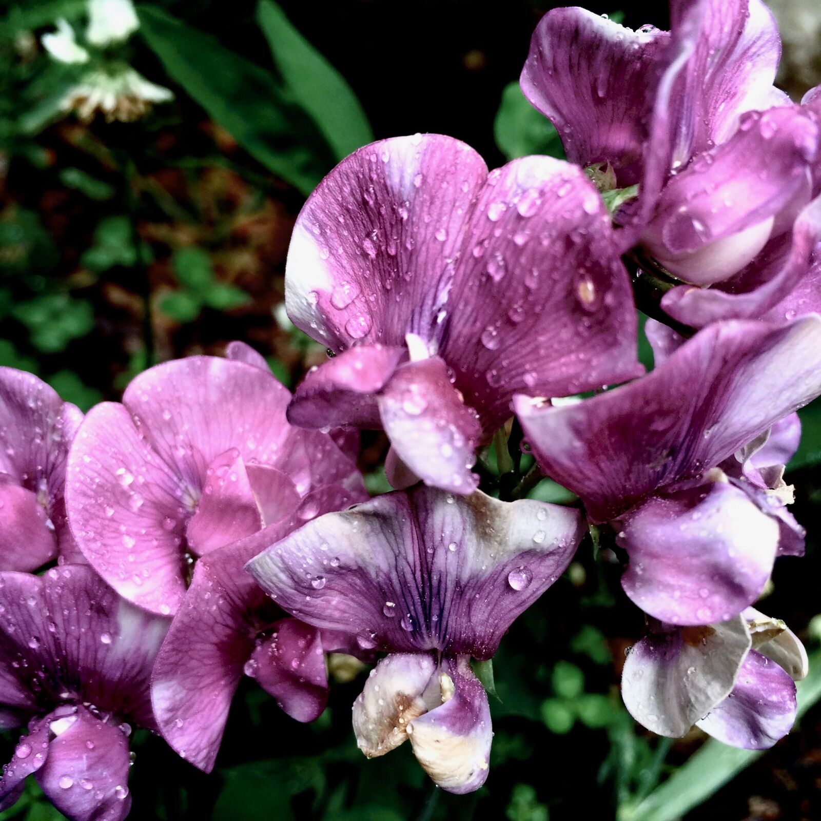 iPhone 5s back camera 4.15mm f/2.2 sample photo. Flowers, north, carolina photography
