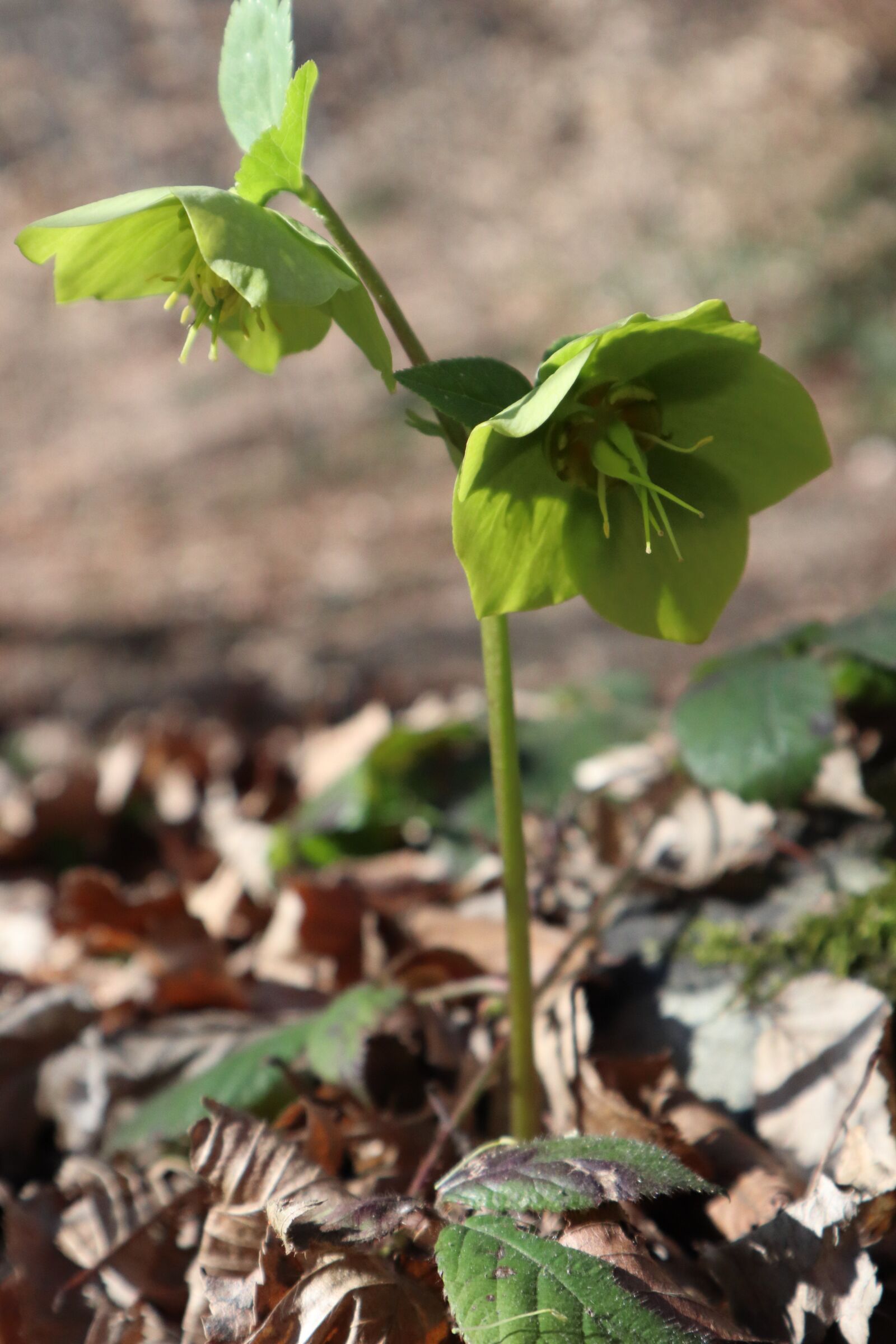 Canon EOS M50 (EOS Kiss M) sample photo. Spring, nature, flowers photography