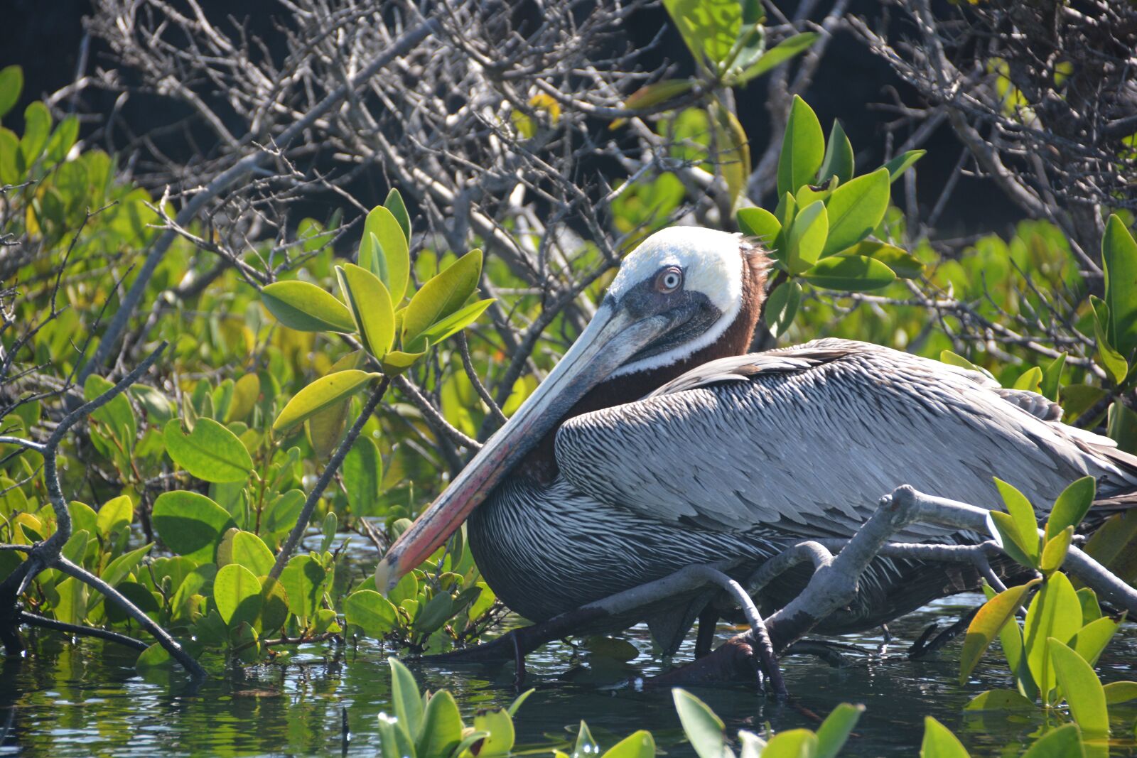 Nikon D7100 sample photo. Galapagos, pelican, ecuador photography