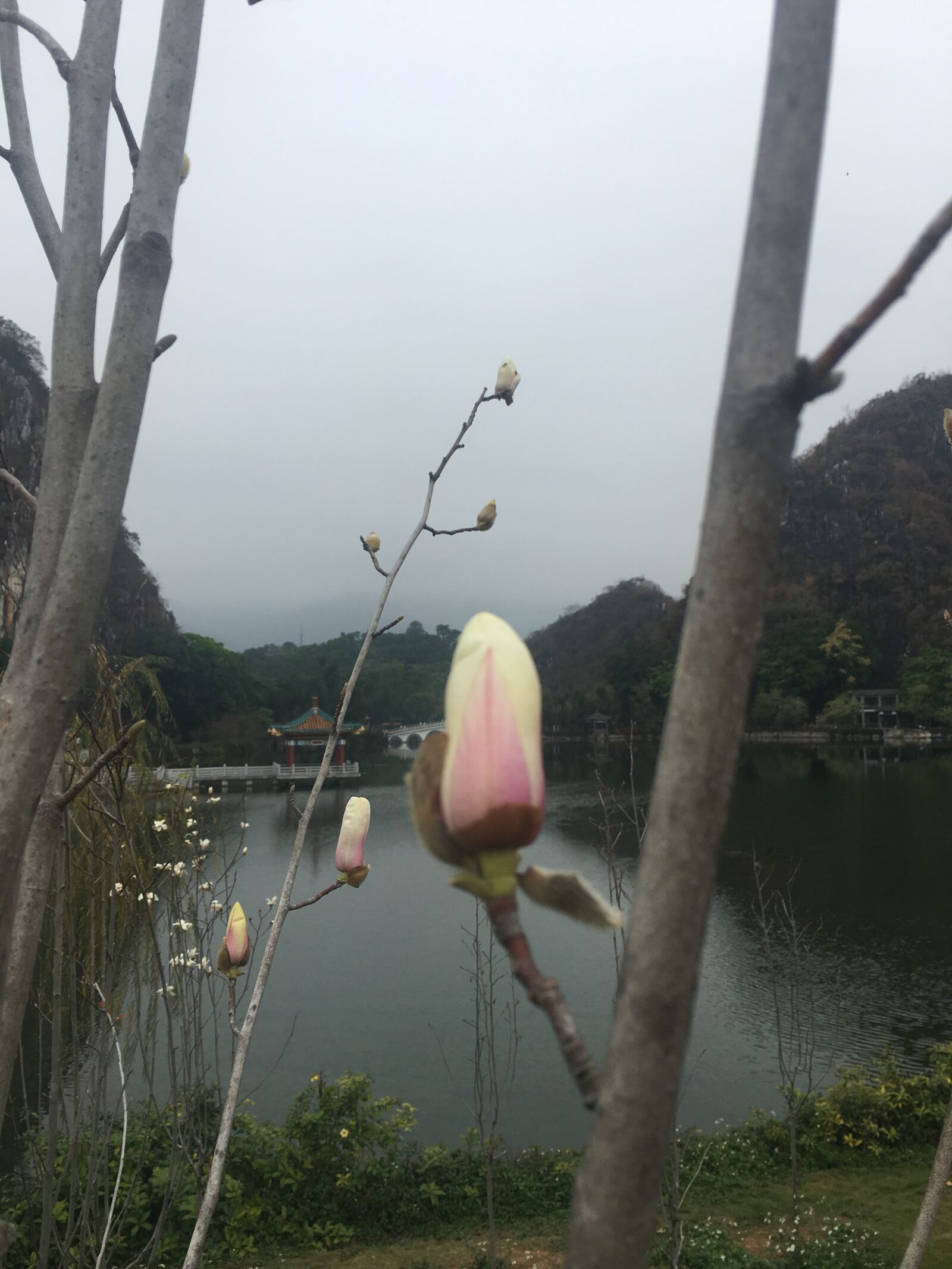 Apple iPhone 6s sample photo. Peach blossom, flower, spring photography