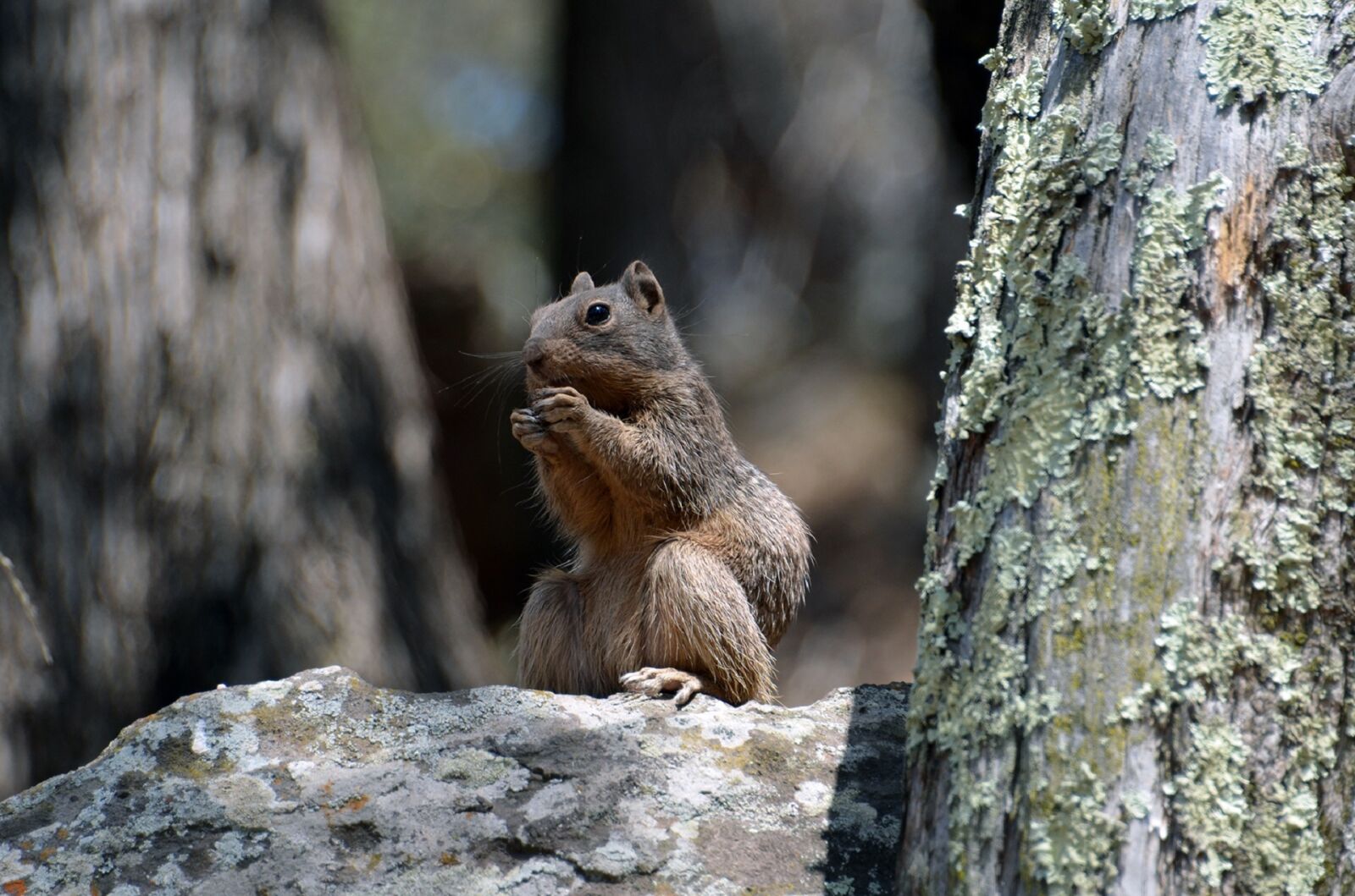 Nikon D5100 sample photo. Rock squirrel, eating, nut photography
