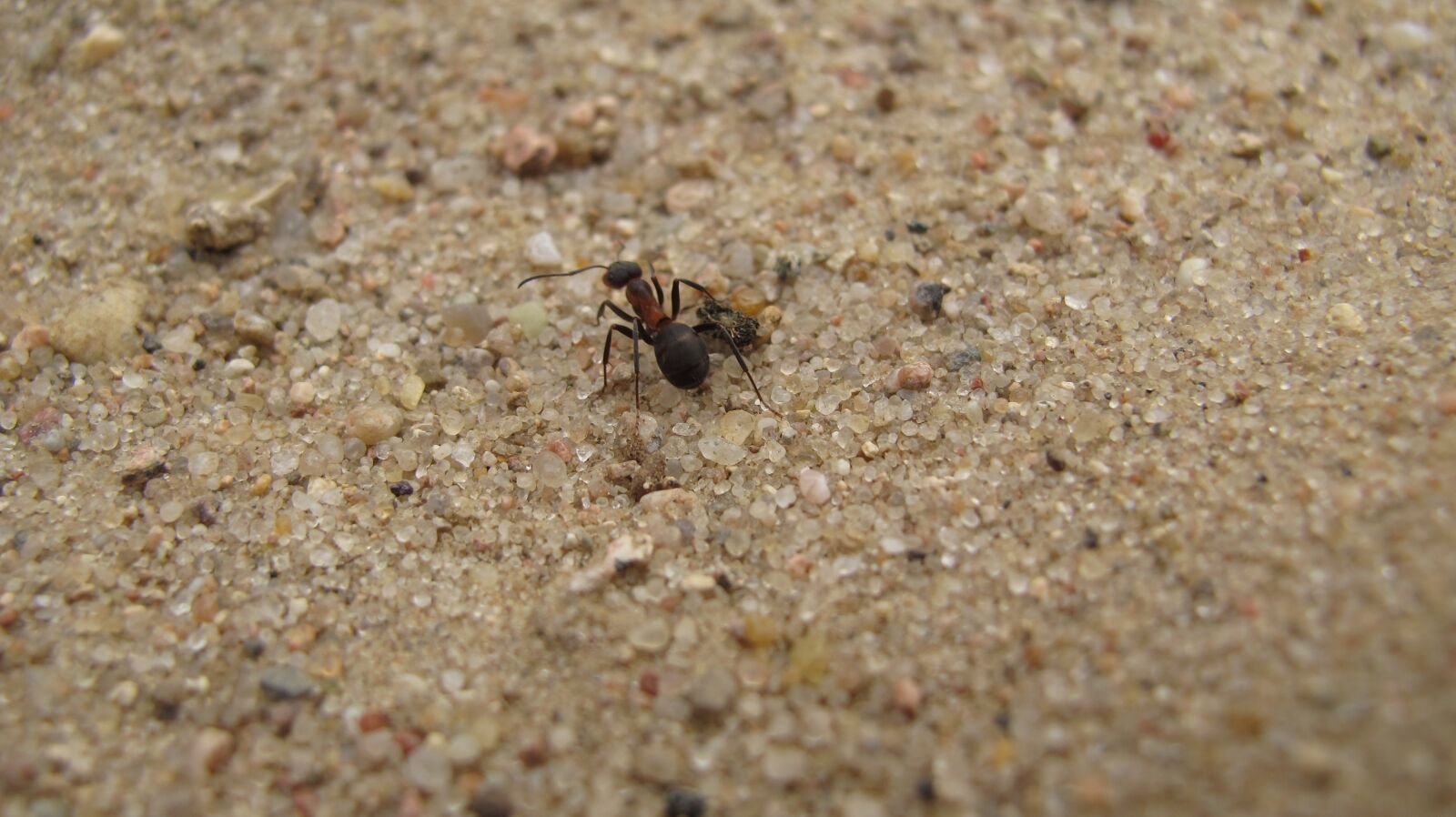 Canon PowerShot G12 sample photo. Ant, macro, nature photography