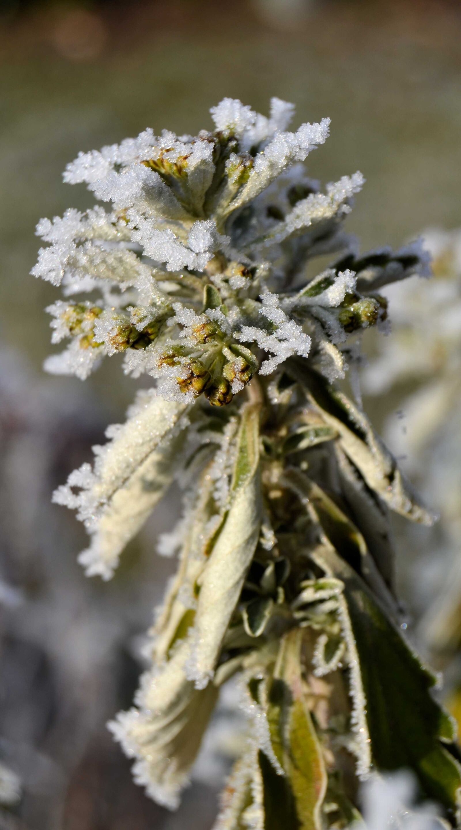 Nikon D3100 sample photo. Winter, frost, plant photography