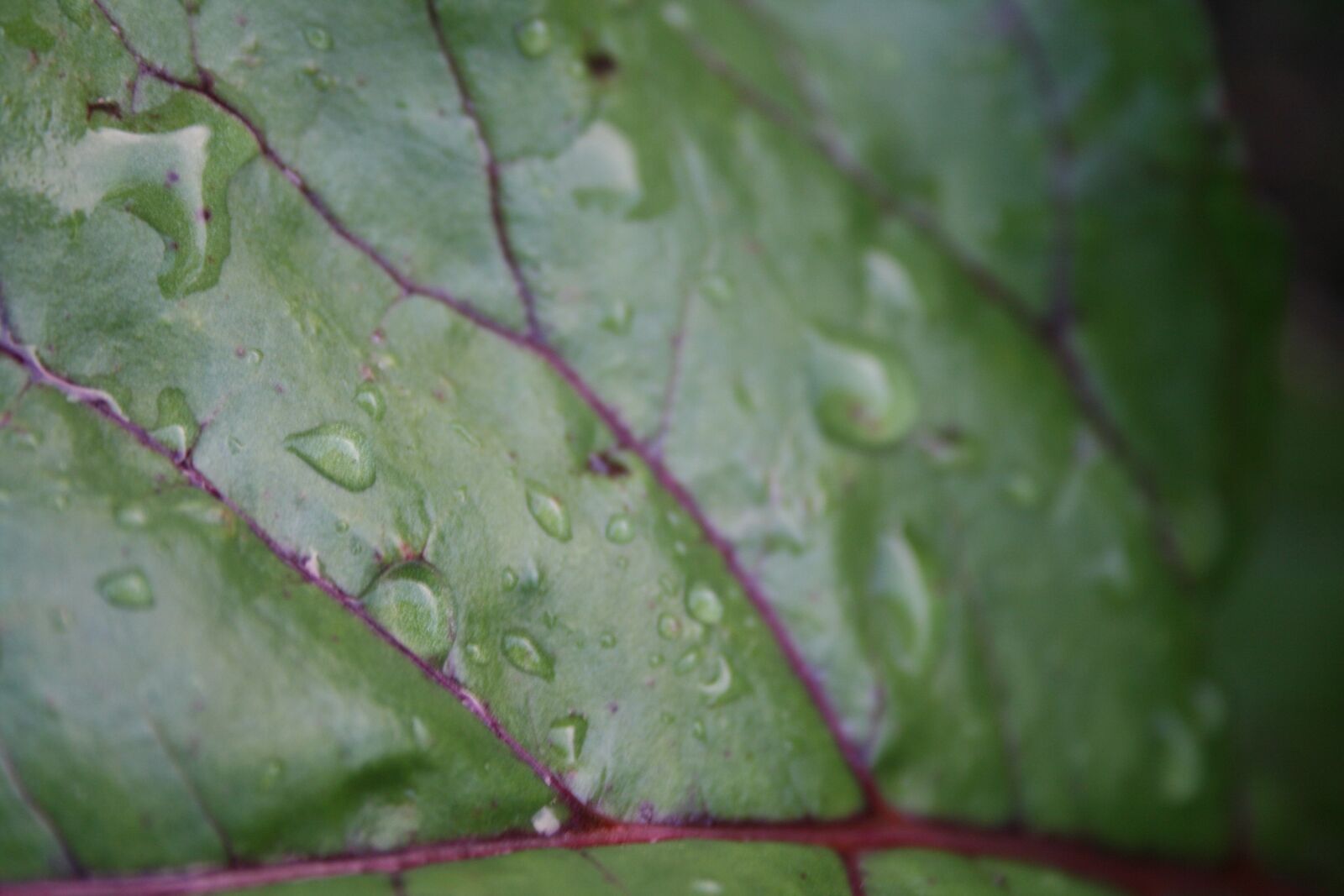 Canon EOS 400D (EOS Digital Rebel XTi / EOS Kiss Digital X) sample photo. Leaf, rain, green photography