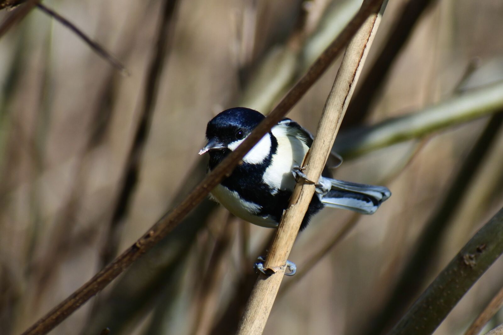 VR 70-300mm f/4.5-6.3G sample photo. Animal, trees and plants photography