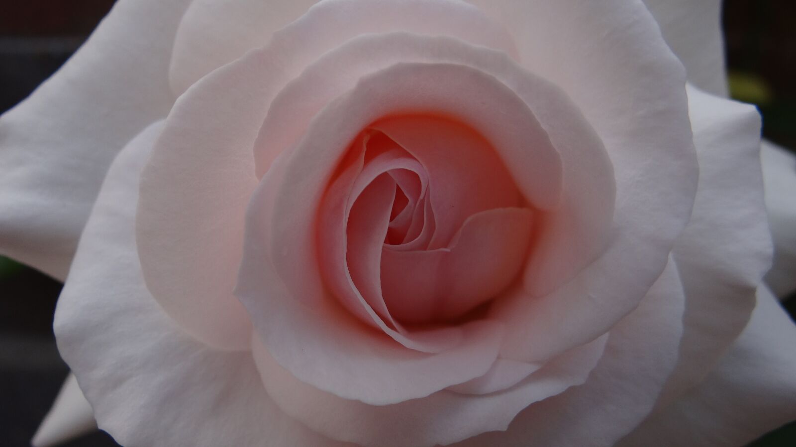 Sony Cyber-shot DSC-HX100V sample photo. Rose, climbing rose, summer photography