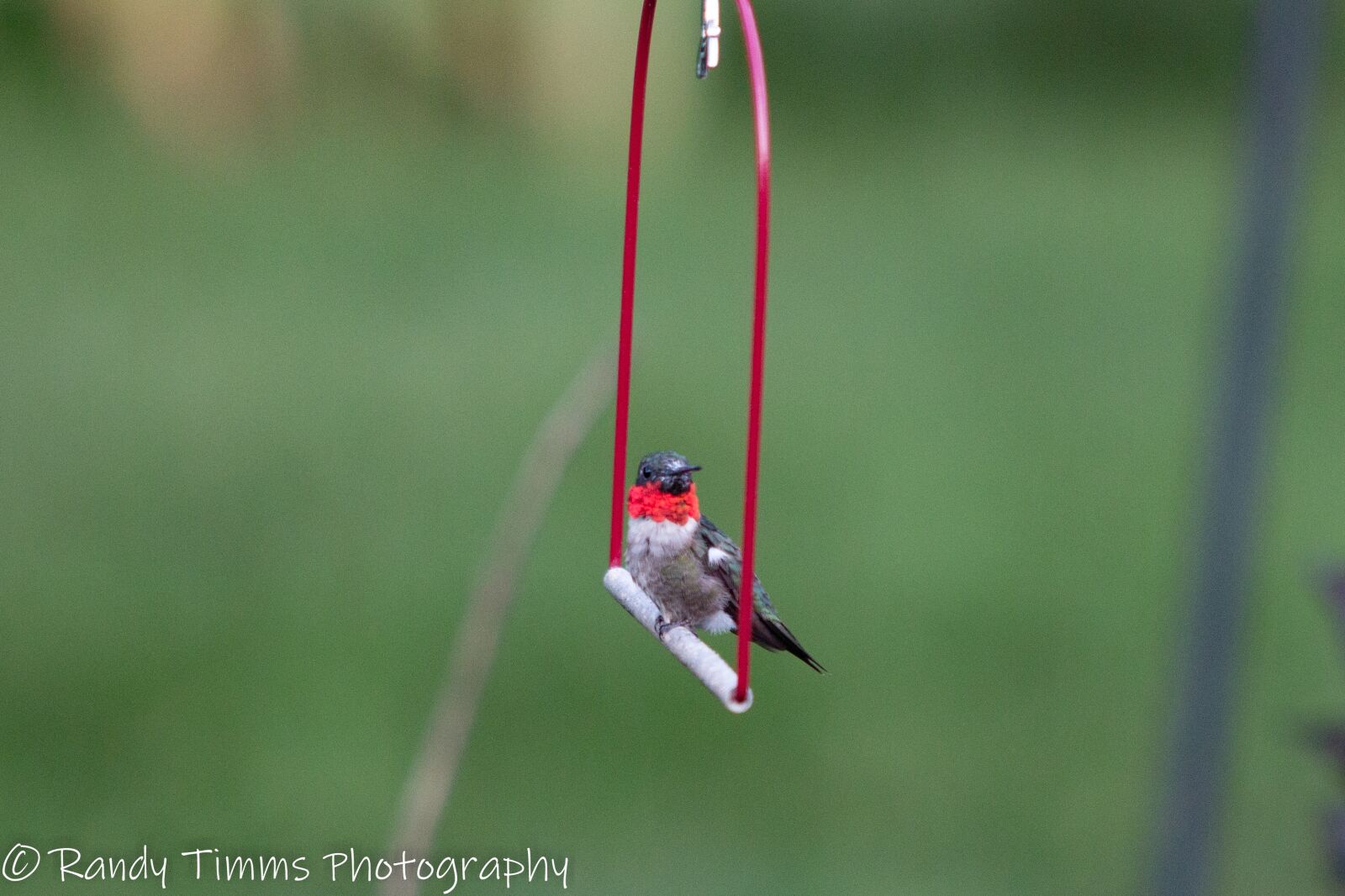 Canon EOS 70D sample photo. Hummingbird, hummingbird on swing photography