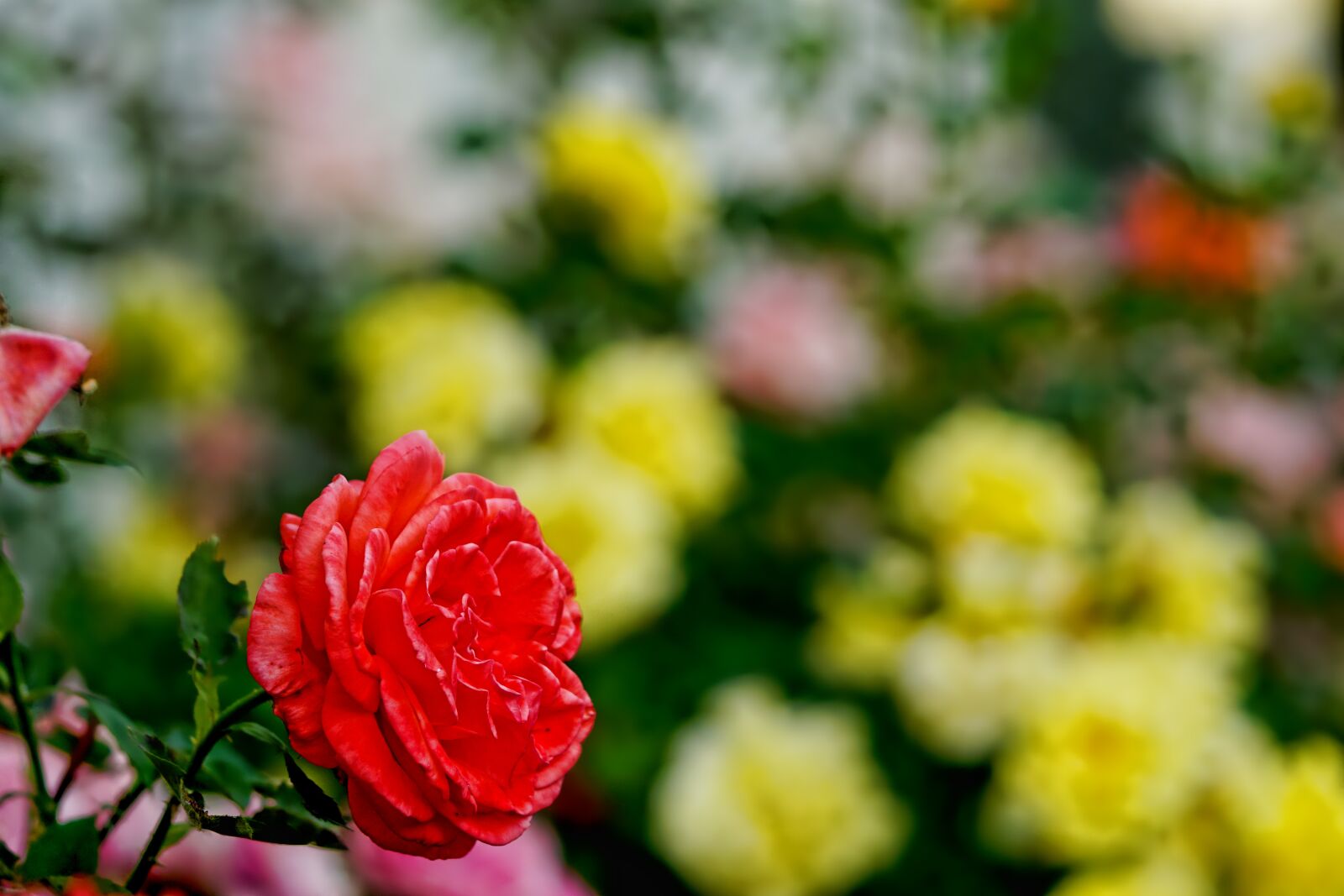 Sony a6000 + Sony FE 90mm F2.8 Macro G OSS sample photo. Roses, bed of roses photography