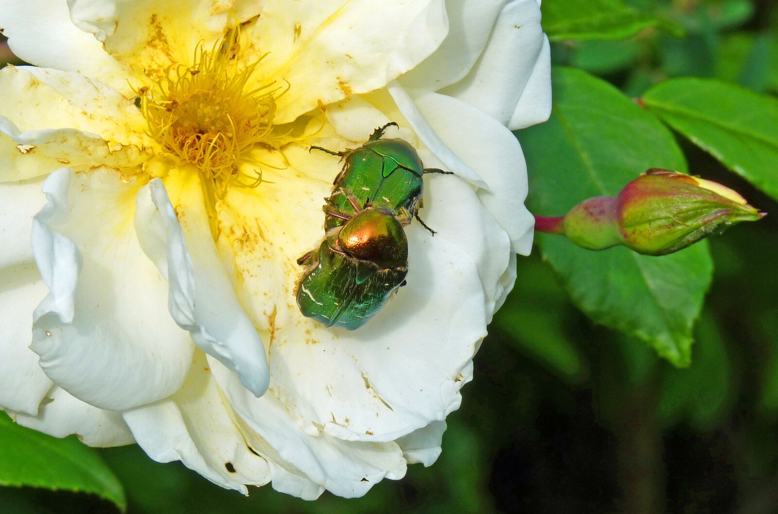 Panasonic Lumix DMC-FZ35 (Lumix DMC-FZ38) sample photo. Flower, pink, insects photography